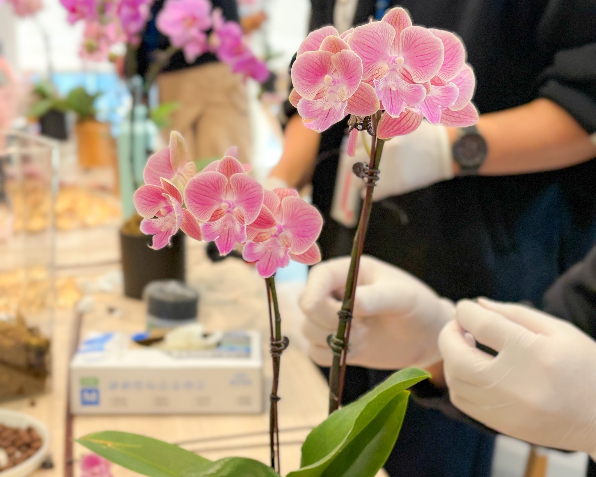 金融客戶 | 賀年蘭花工作坊