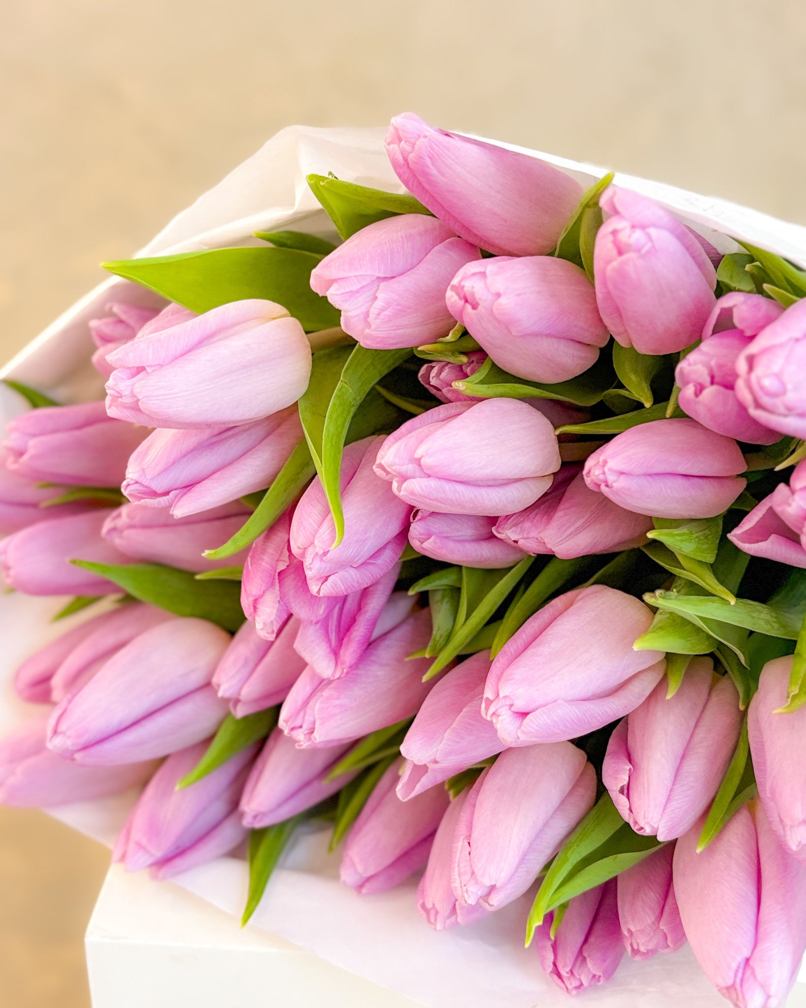 鬱金香 | Dutch Tulip