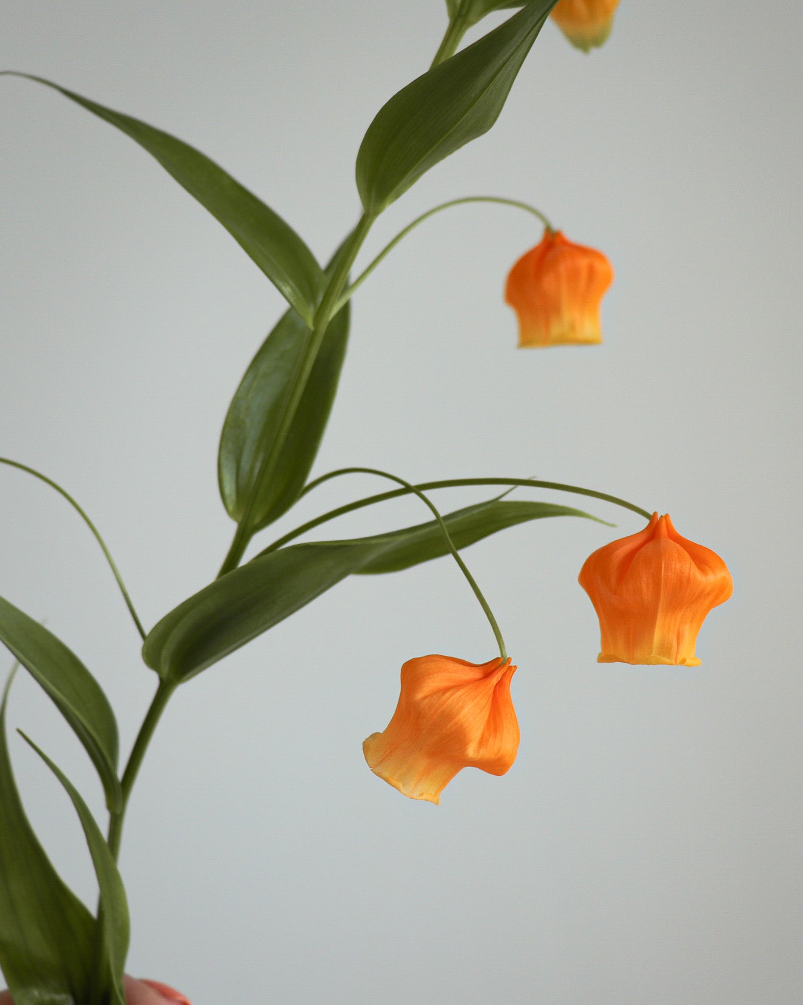 日本宮燈花 | Japanese Sandersonia