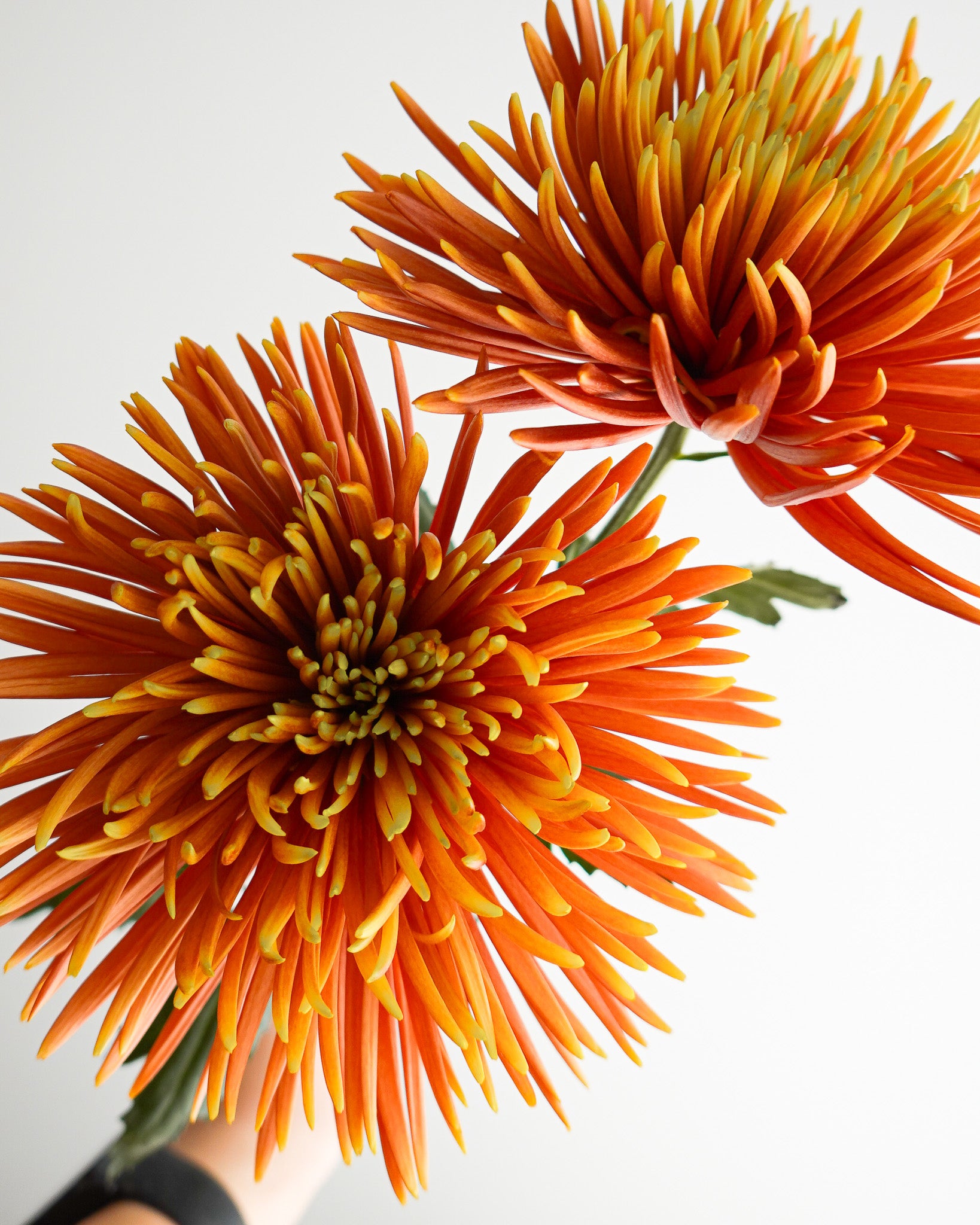 煙花菊 | Spider Chrysanthemum