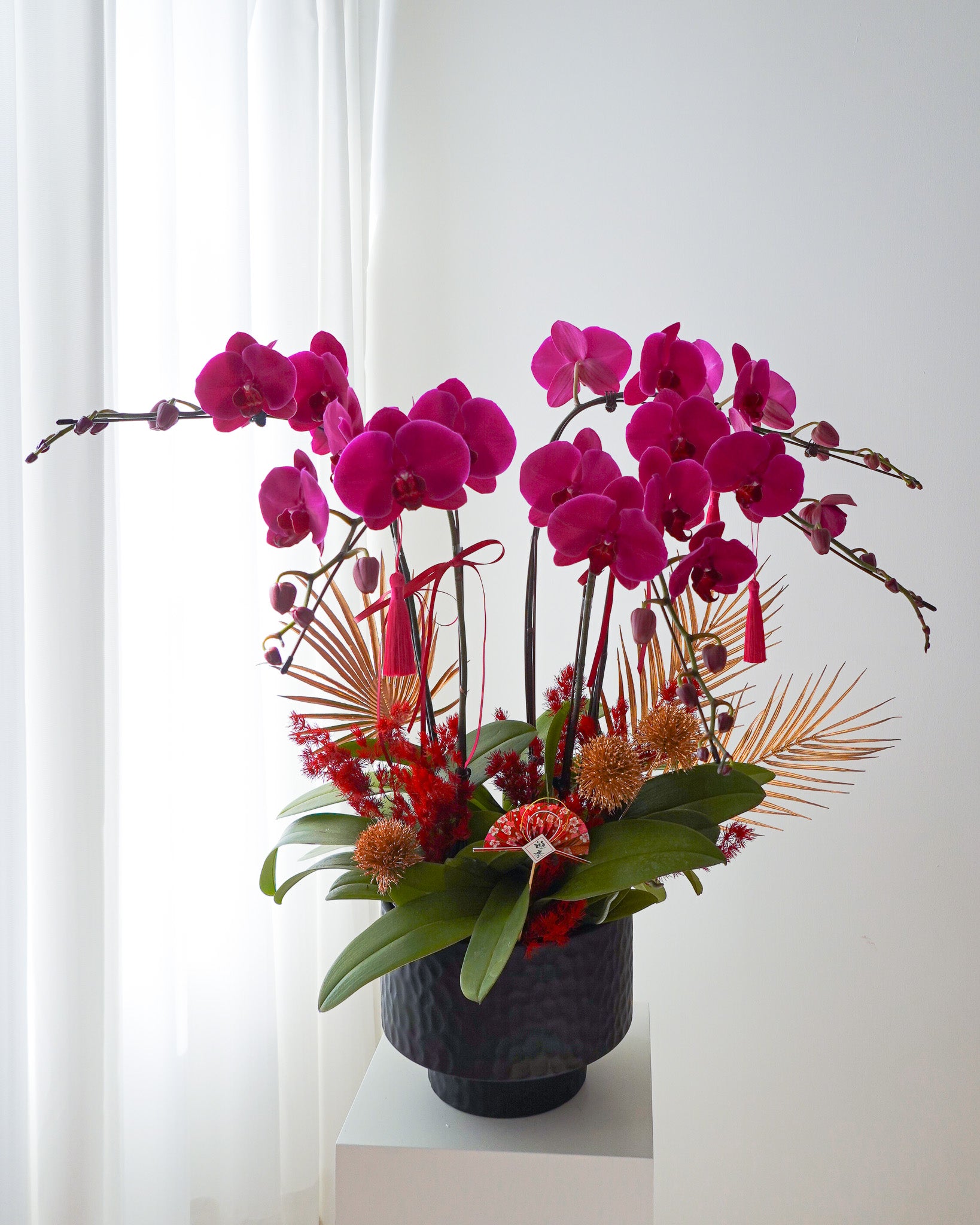 紫雲仙境 | 台灣蝴蝶蘭花 | CNY Orchid