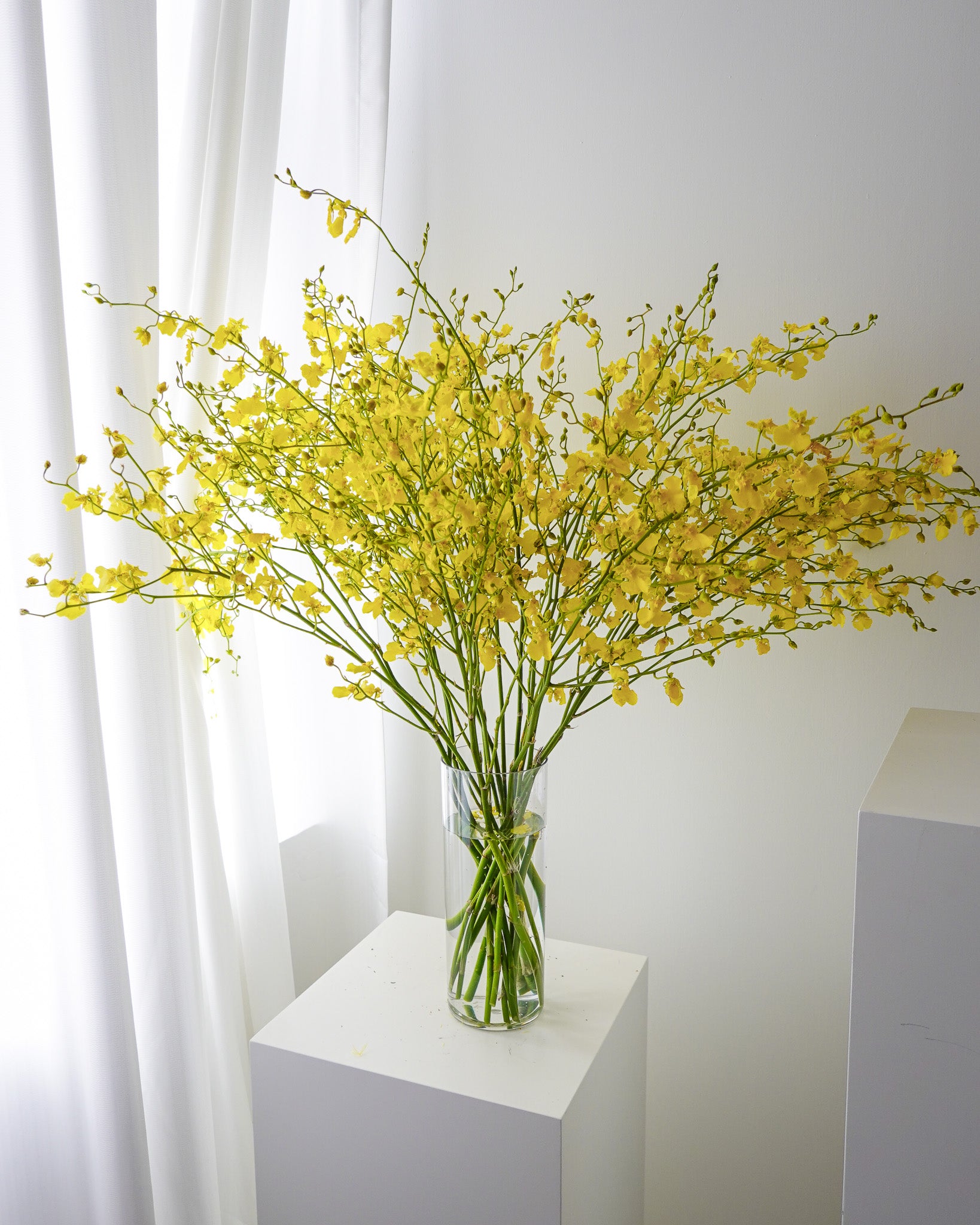 跳舞蘭 | Oncidium