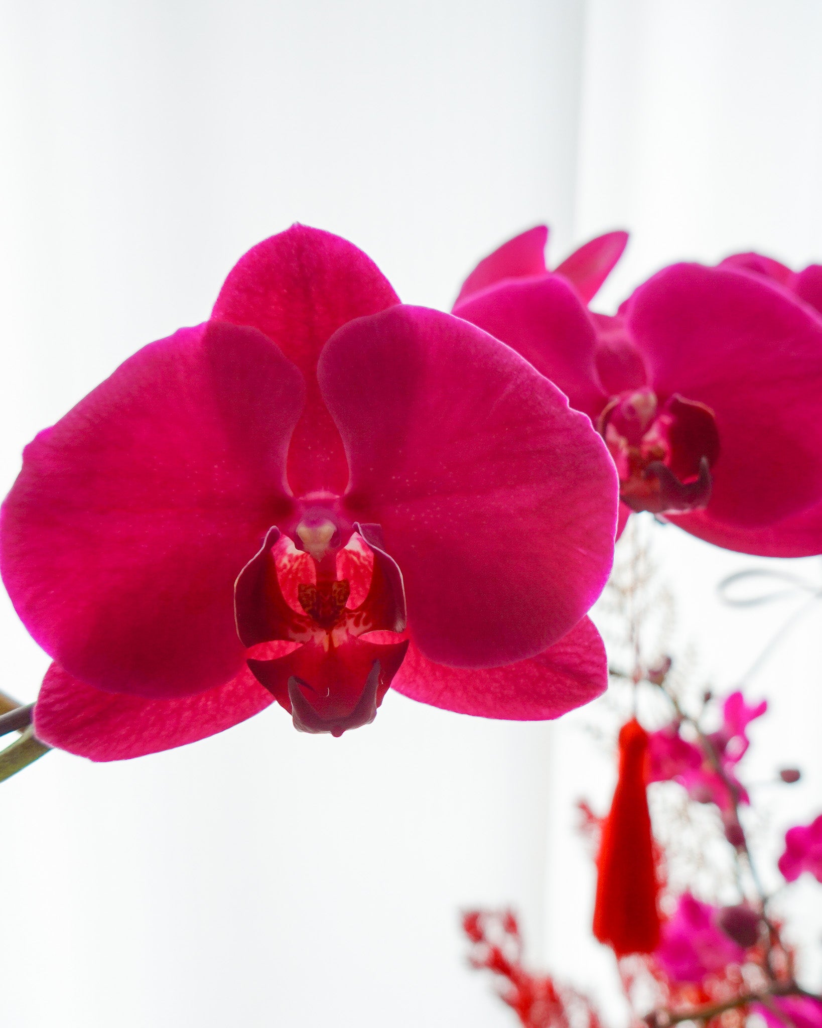 紫蝶迎福 | 蝴蝶蘭花拼盆 | CNY Orchid