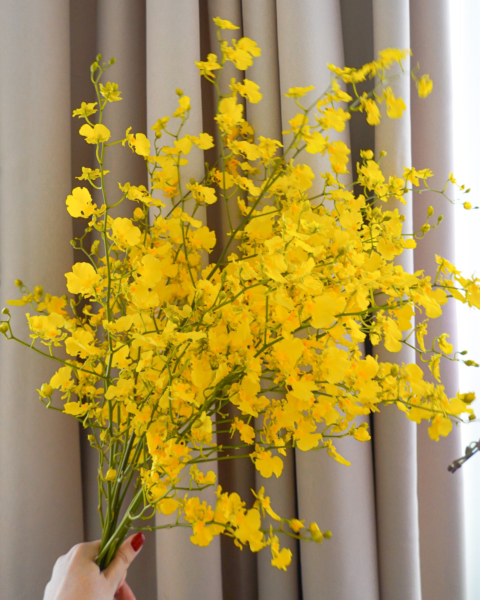 跳舞蘭 | Oncidium