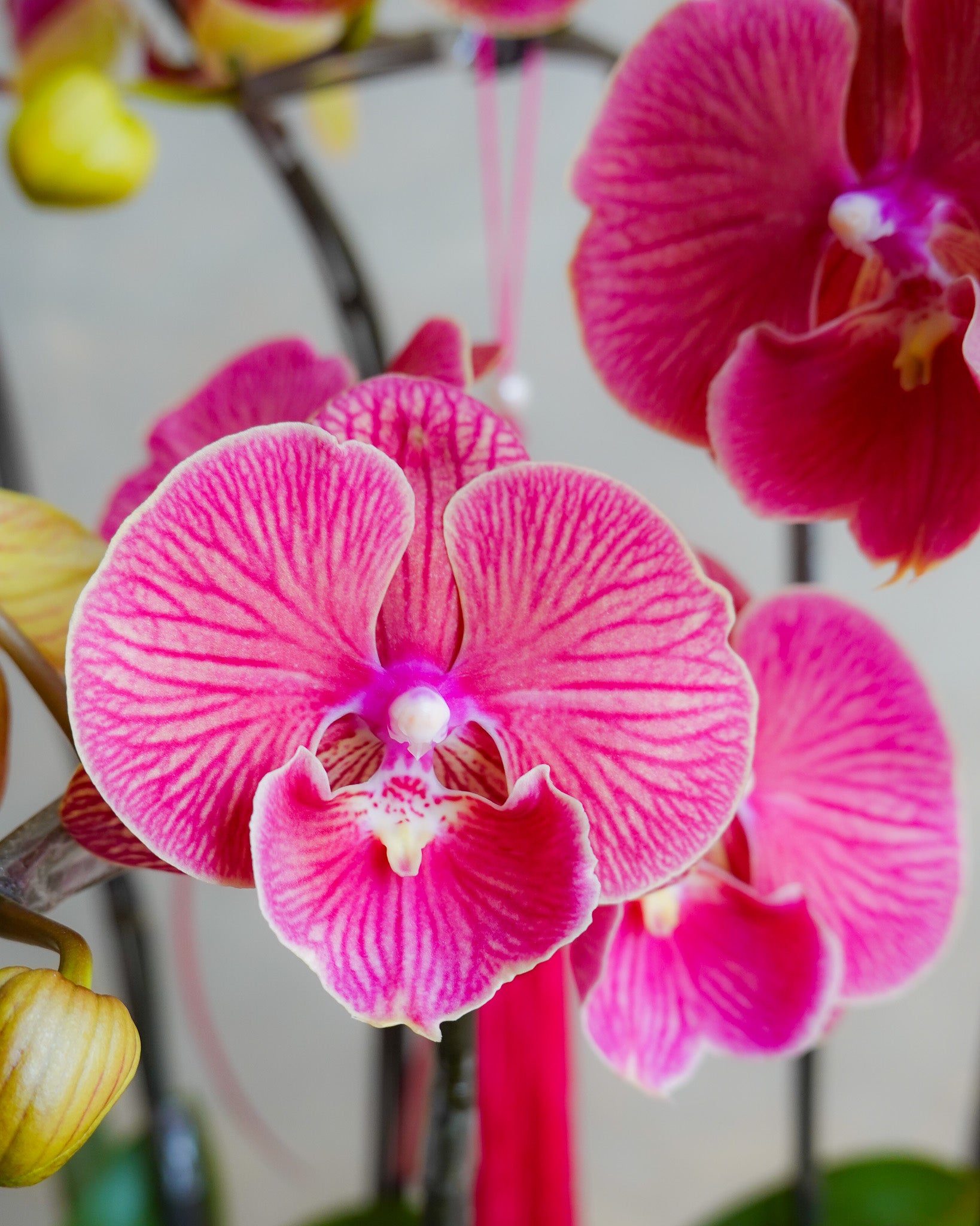 瑞華呈祥 | 蝴蝶蘭花拼盤 | CNY Orchid