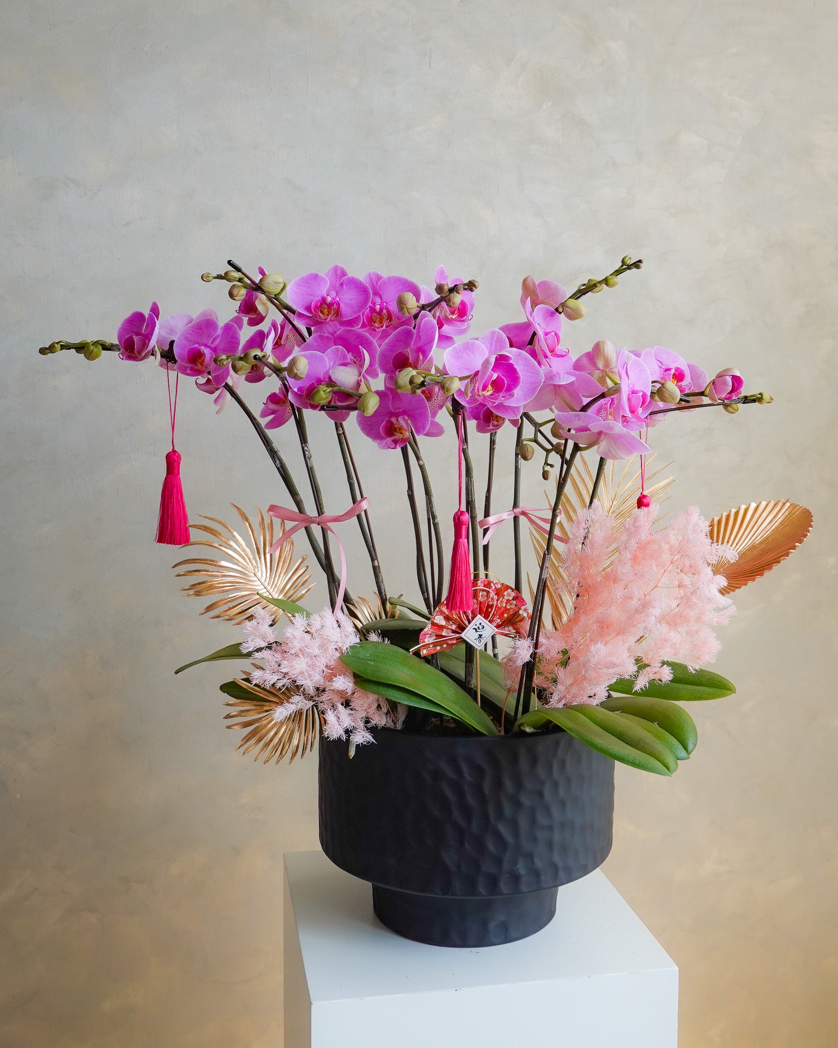 粉黛佳人 | 蝴蝶蘭花 | CNY Orchid