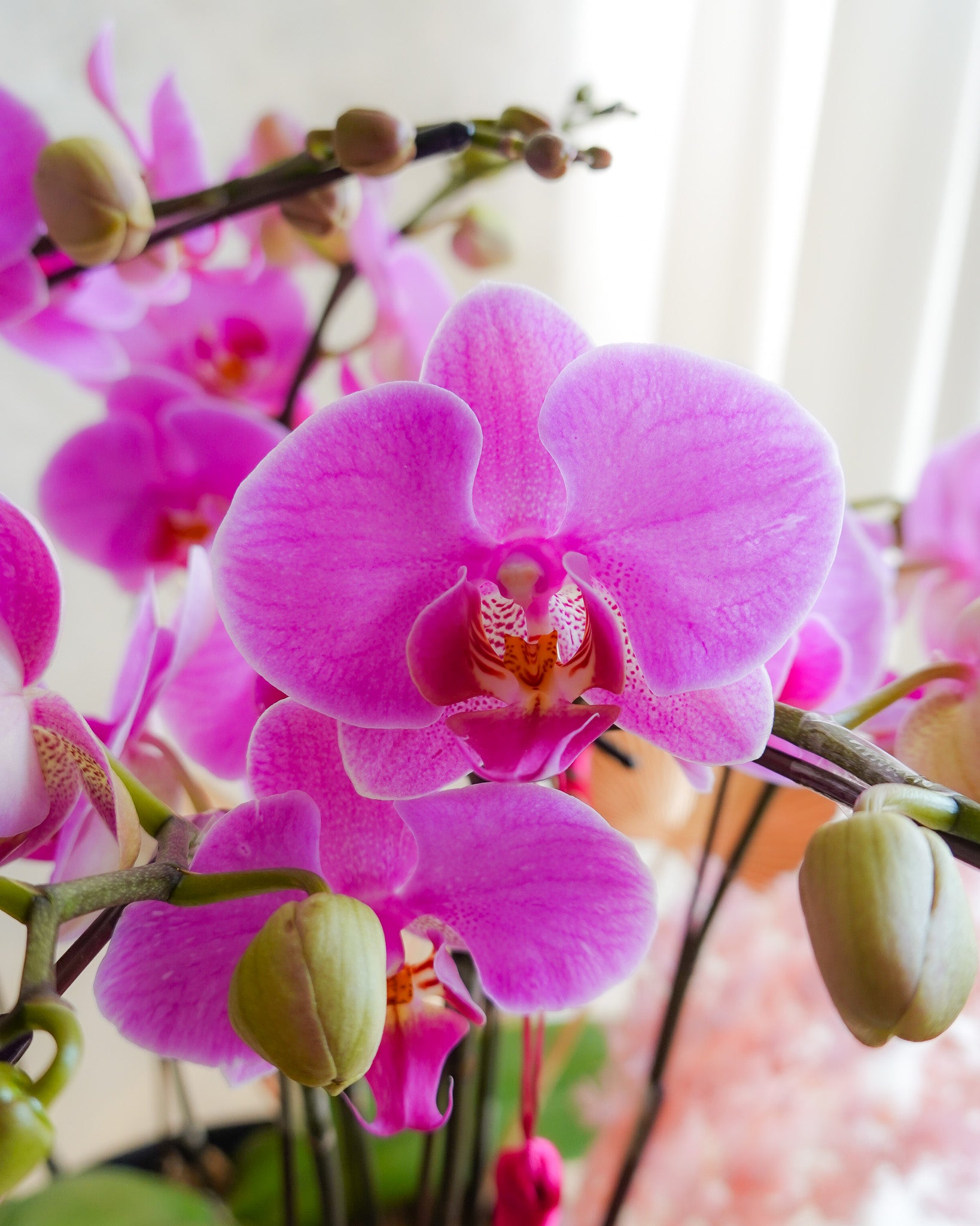 粉黛佳人 | 蝴蝶蘭花 | CNY Orchid