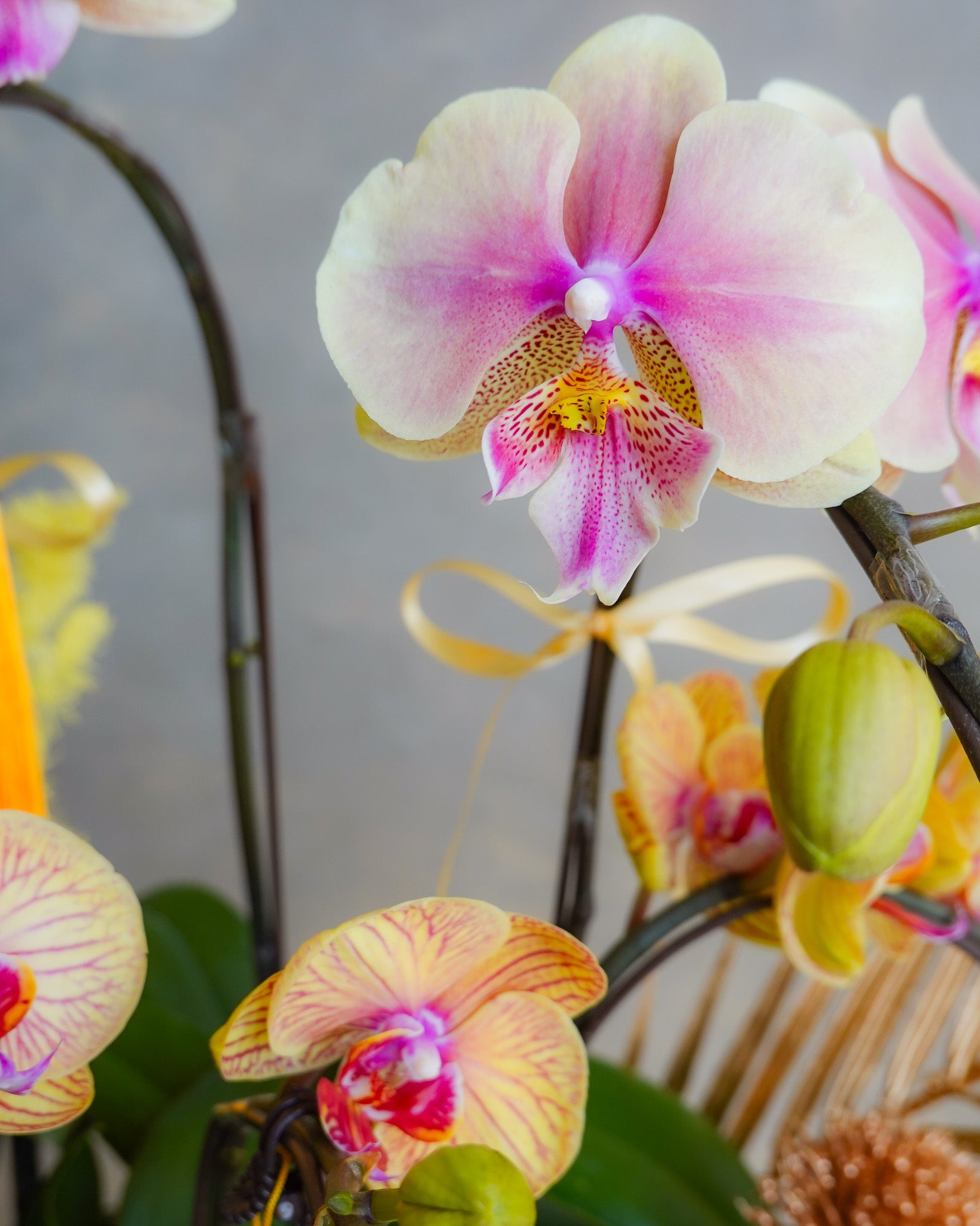 財喜雙全 | 蝴蝶蘭花拼盤 | CNY Orchid