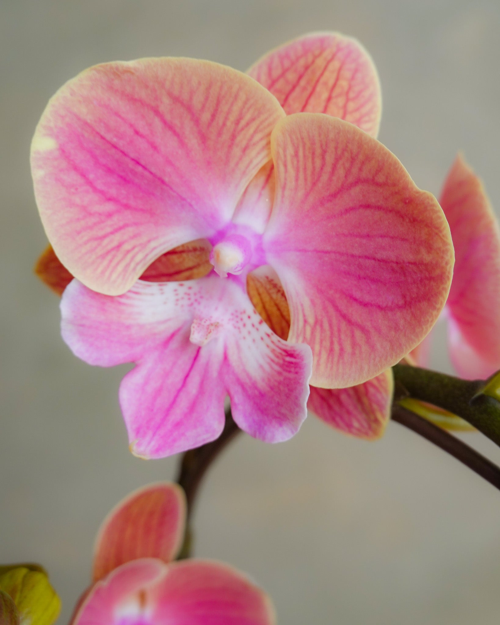 玉露凝香 | 蝴蝶蘭花 | CNY Orchid