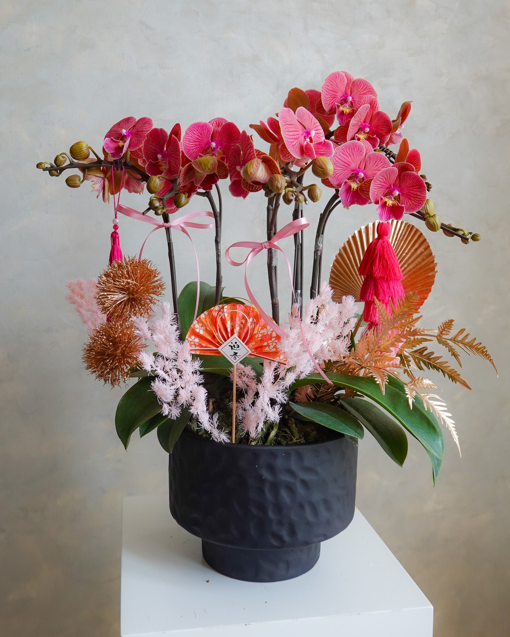 曉霞初綻 | 蝴蝶蘭花 | CNY Orchid