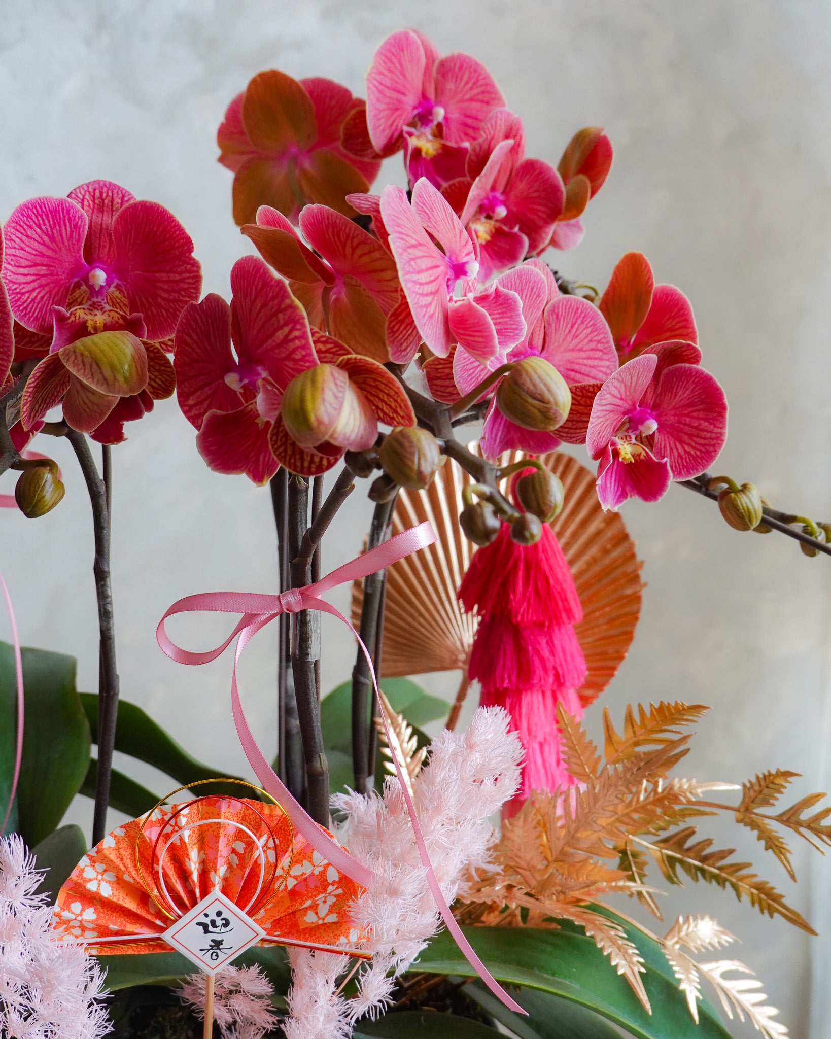 香港蘭花 | 黃色蝴蝶蘭 曉霞初綻 | 新年送禮 開張祝賀