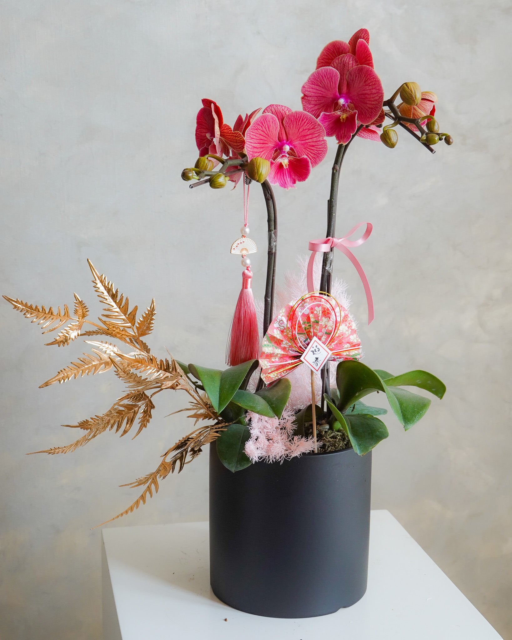 香港蘭花 | 黃色蝴蝶蘭 曉霞初綻 | 新年送禮 開張祝賀