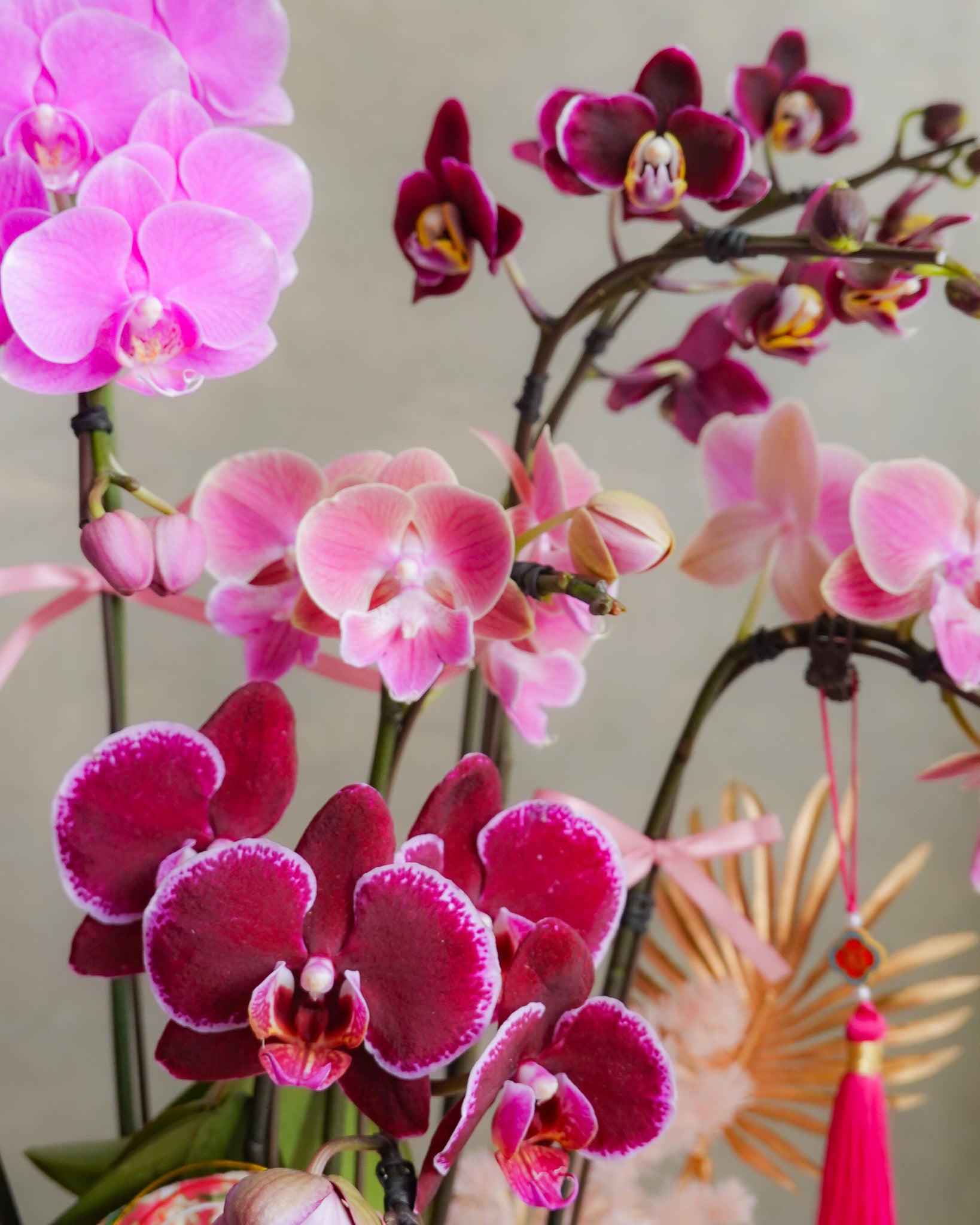 香港蘭花 | 粉紅色蝴蝶蘭 瑞華呈祥 | 新年送禮 開張祝賀