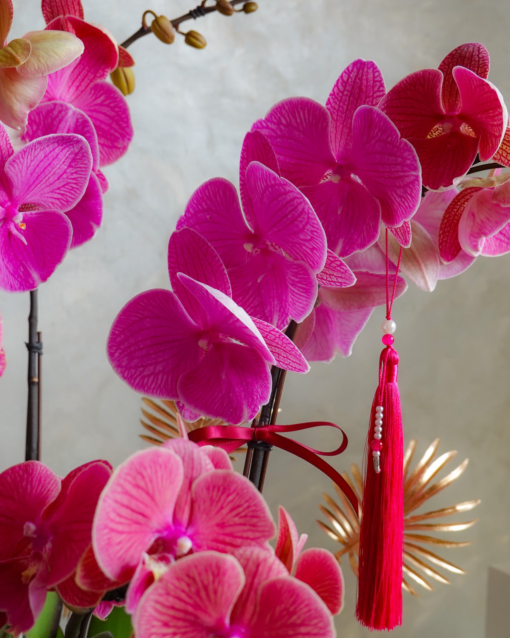 香港蘭花 | 紅色台灣蝴蝶蘭 紫蝶迎福 | 新年送禮 開張祝賀