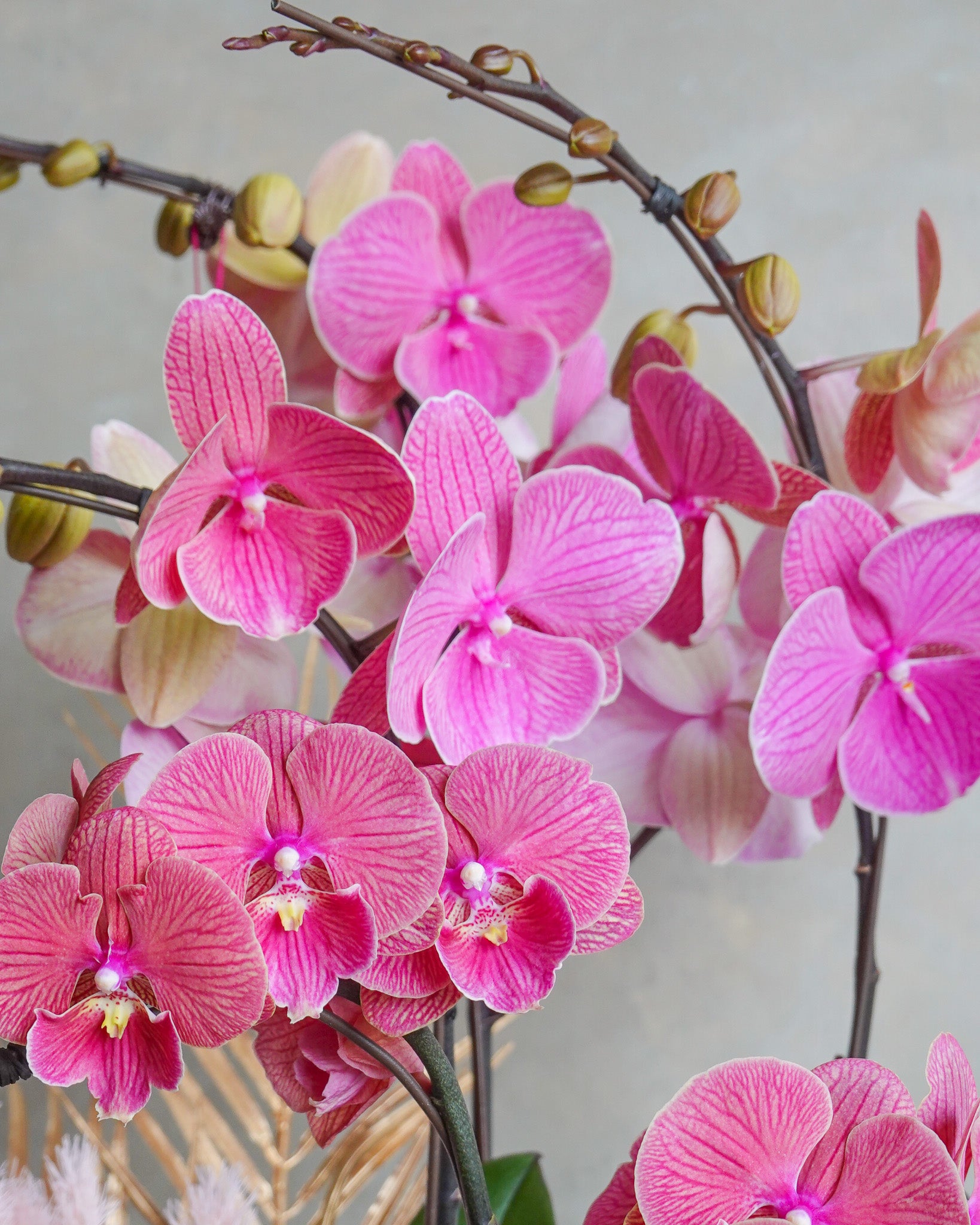 香港蘭花 | 紅色台灣蝴蝶蘭 紫蝶迎福 | 新年送禮 開張祝賀