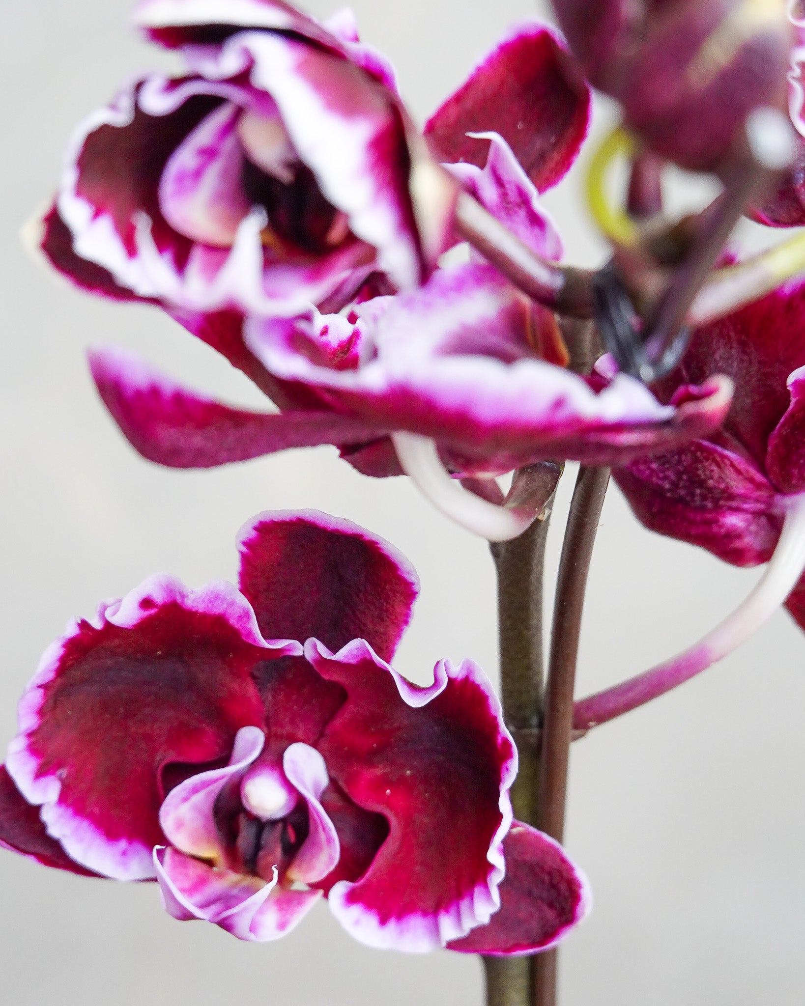 香港蘭花 | 粉紅色蝴蝶蘭 喜悅臨門 | 新年送禮 開張祝賀