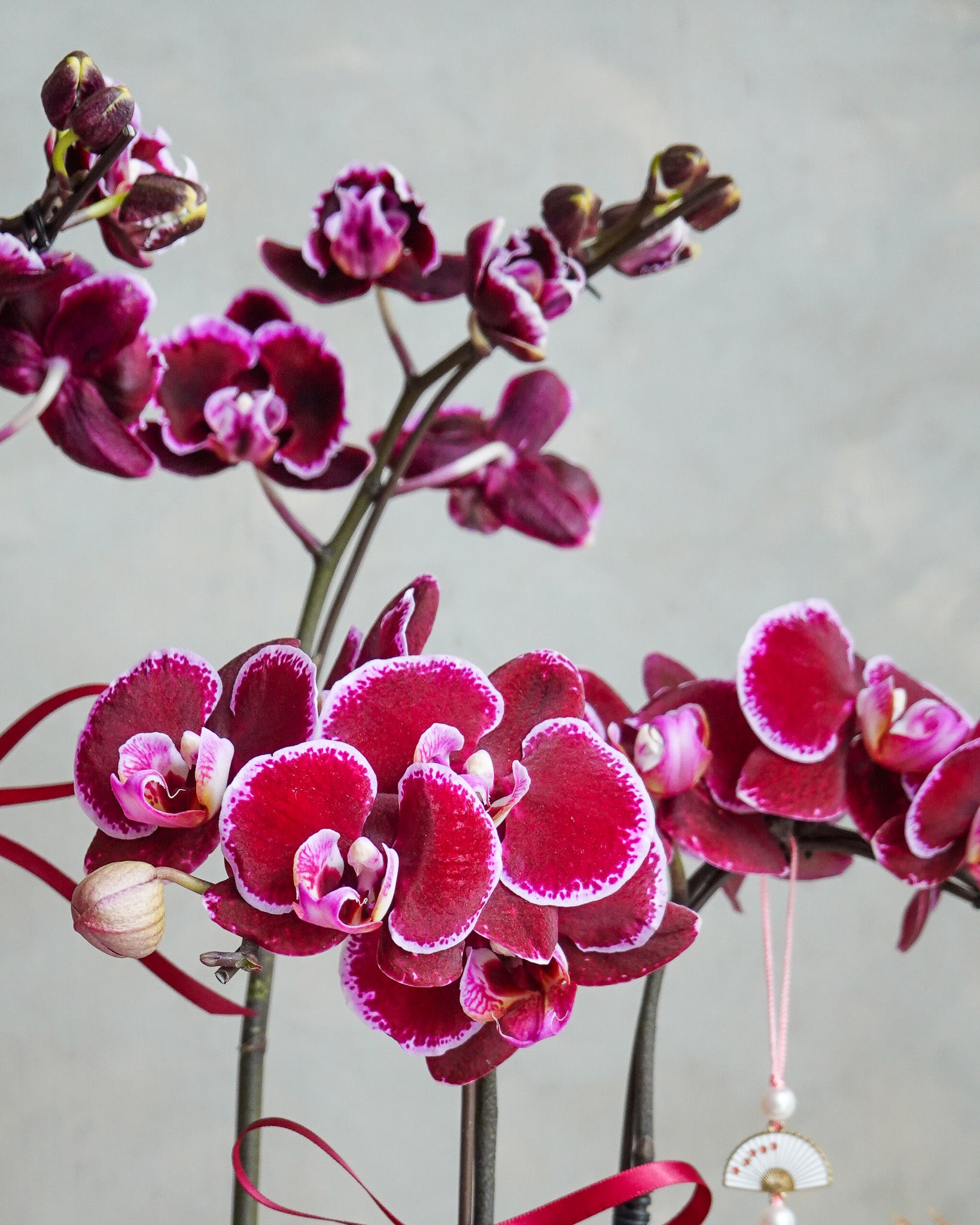 香港蘭花 | 粉紅色蝴蝶蘭 喜悅臨門 | 新年送禮 開張祝賀