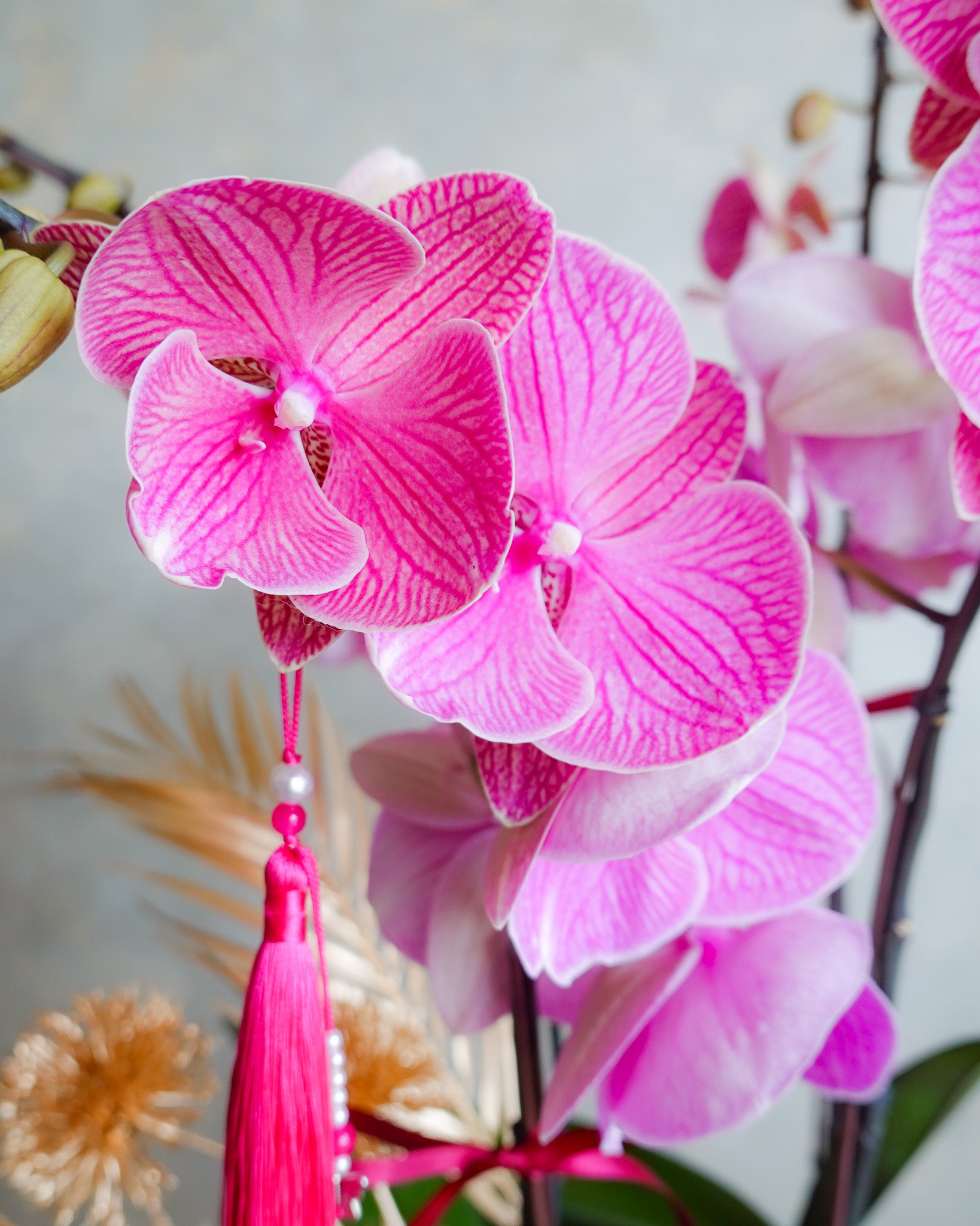 六六鴻圖 | 台灣蝴蝶蘭花 | CNY Orchid