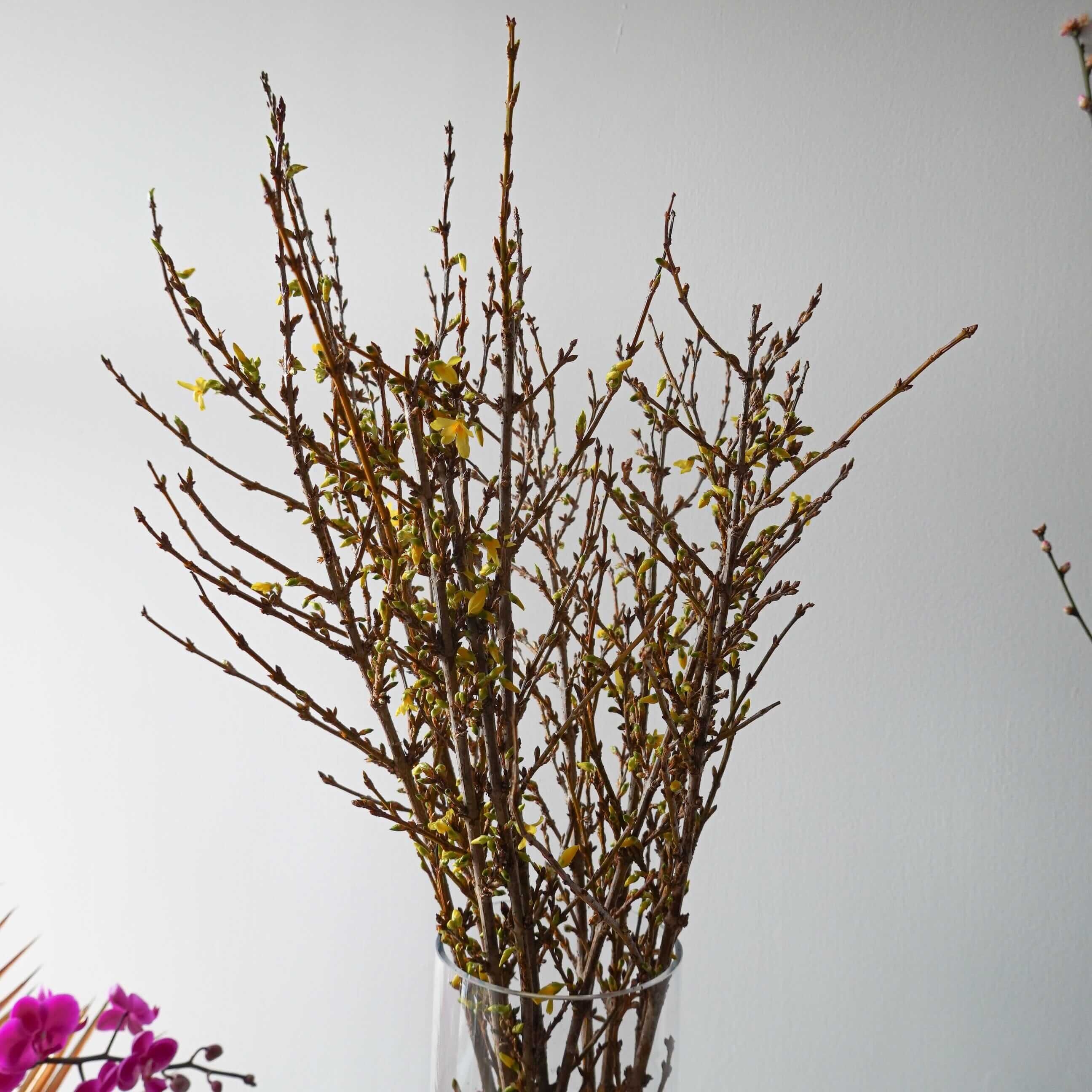 串串金 Forsythia Fresh Cut Flowers Let Hope Bloom