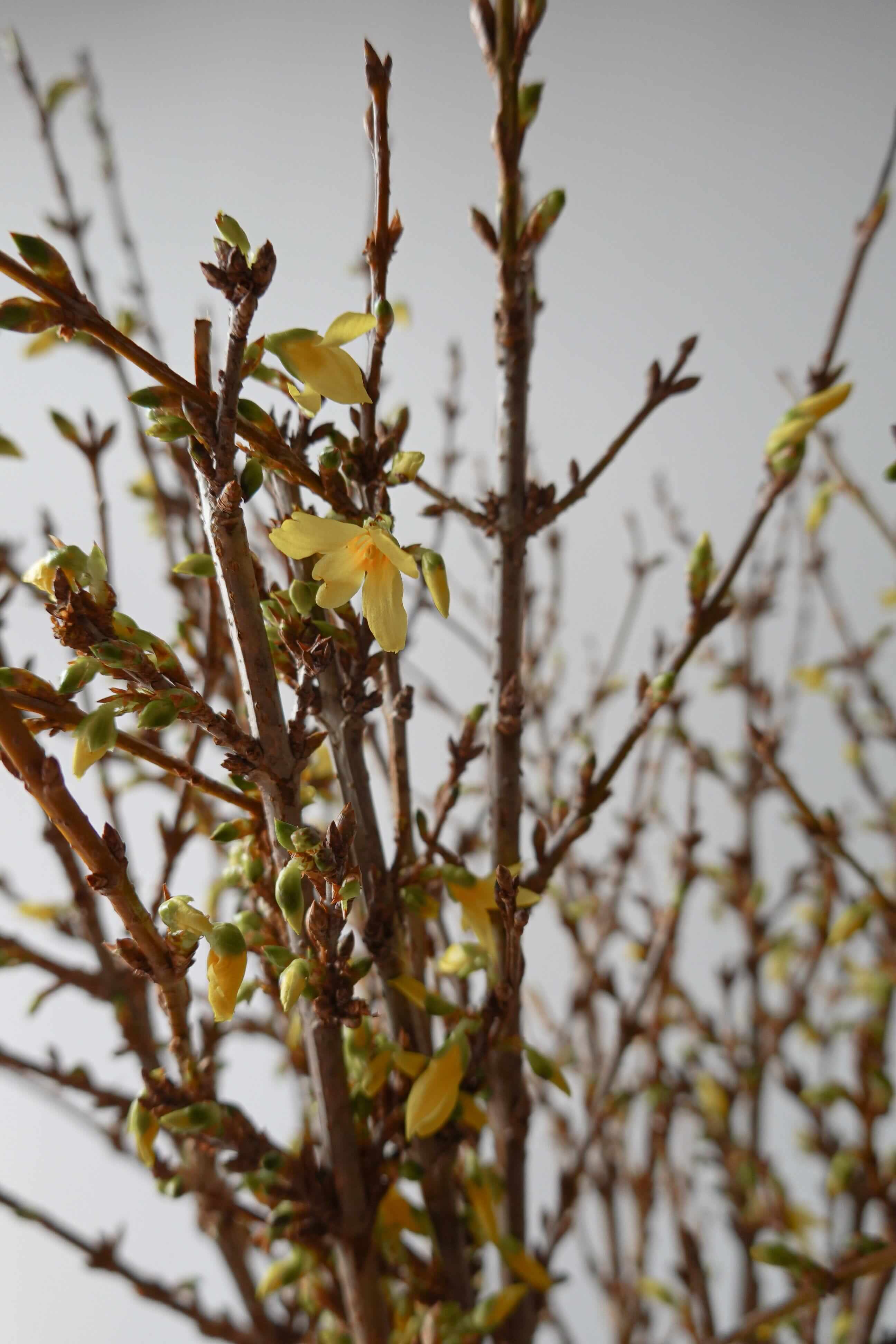 串串金 Forsythia Fresh Cut Flowers Let Hope Bloom