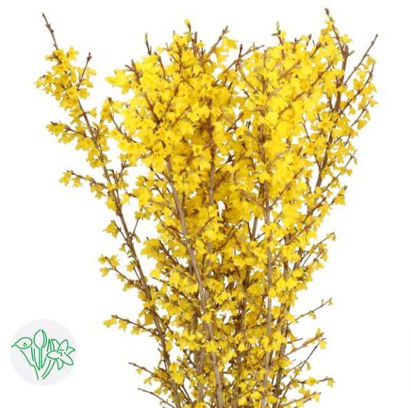 串串金 Forsythia Fresh Cut Flowers Let Hope Bloom