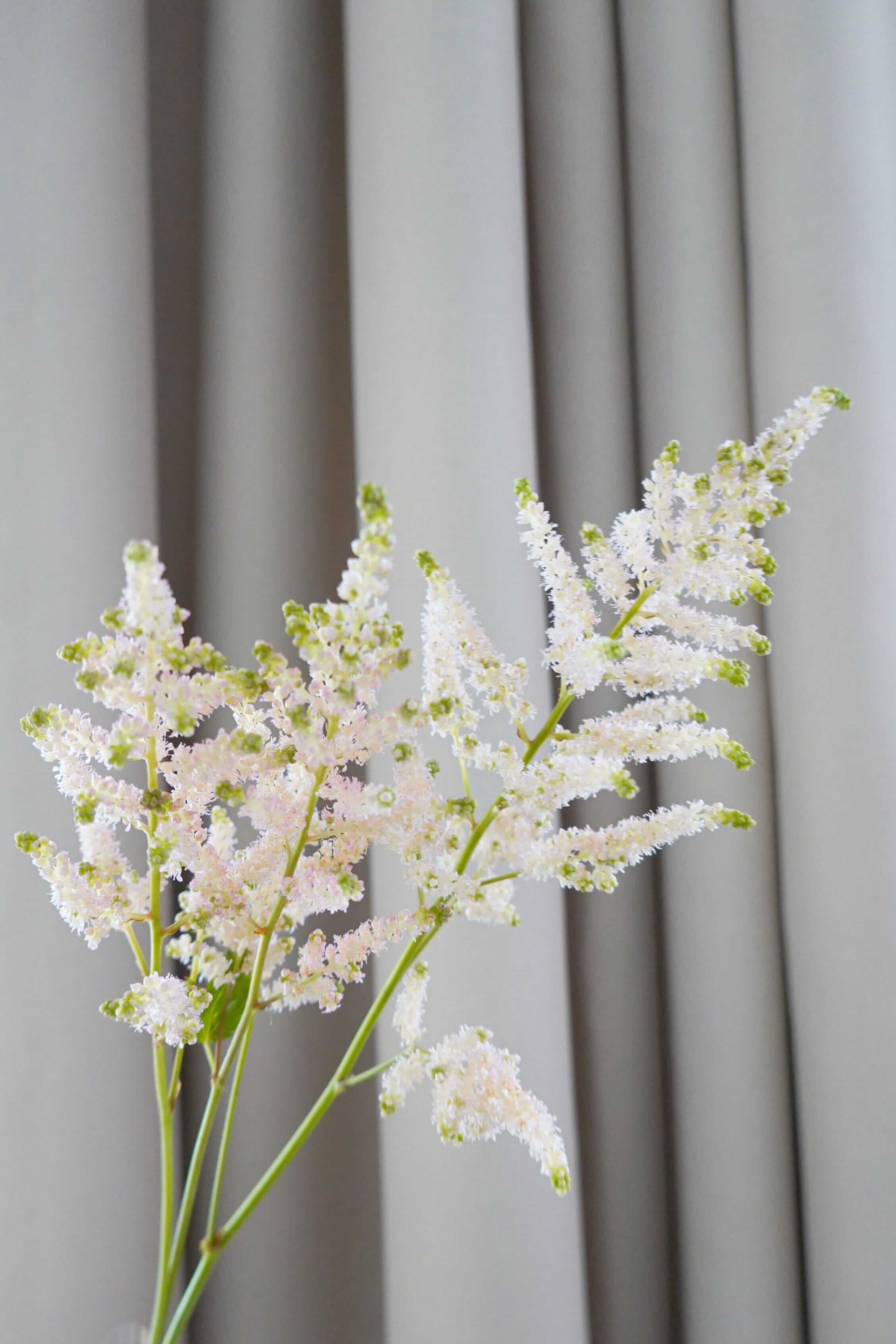 粉雪 Astilbe Fresh Cut Flowers Let Hope Bloom