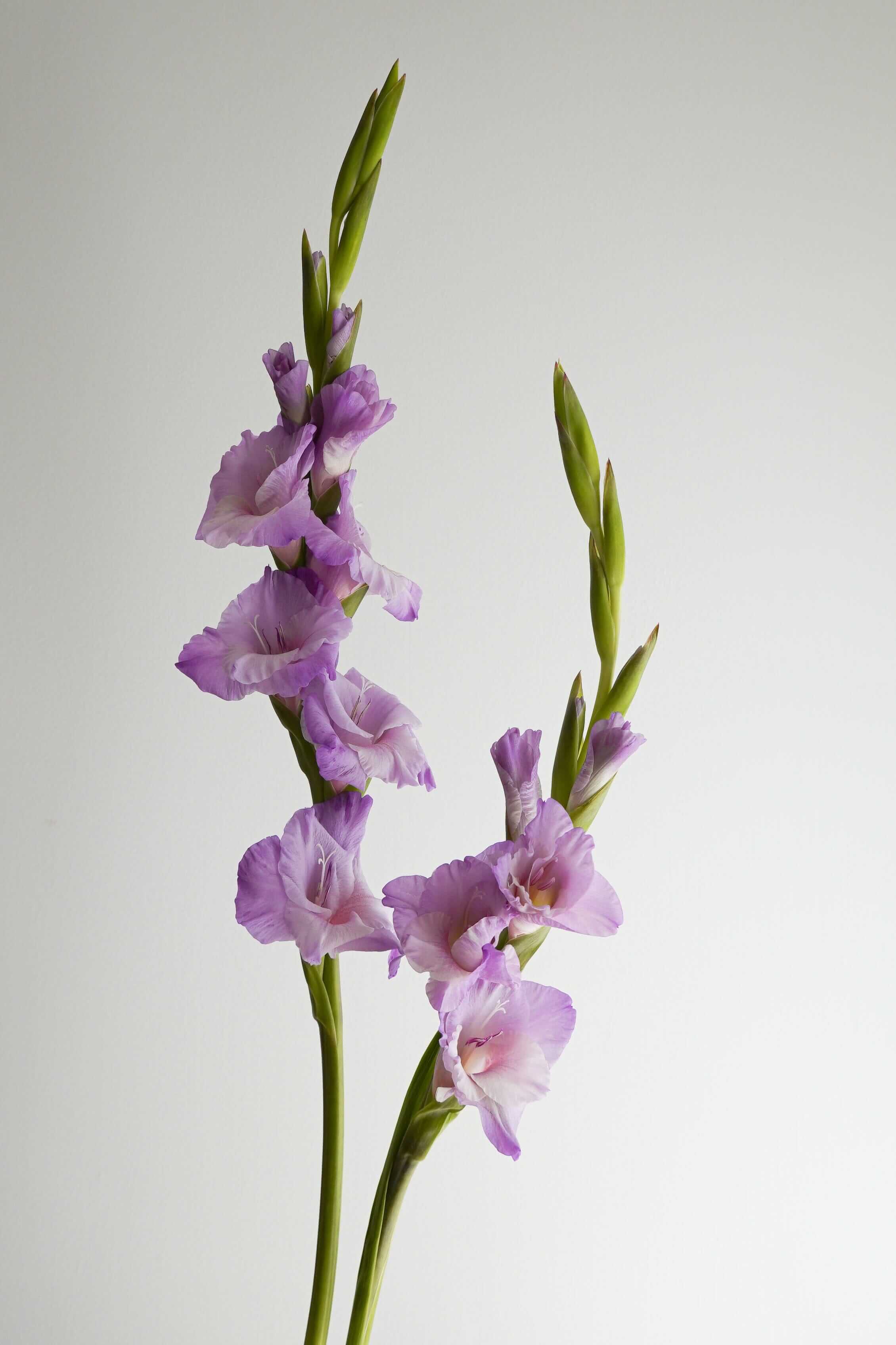 粉紫色劍蘭 | 觀塘年宵花市 2025 | 進口優質年花 | 香港花店