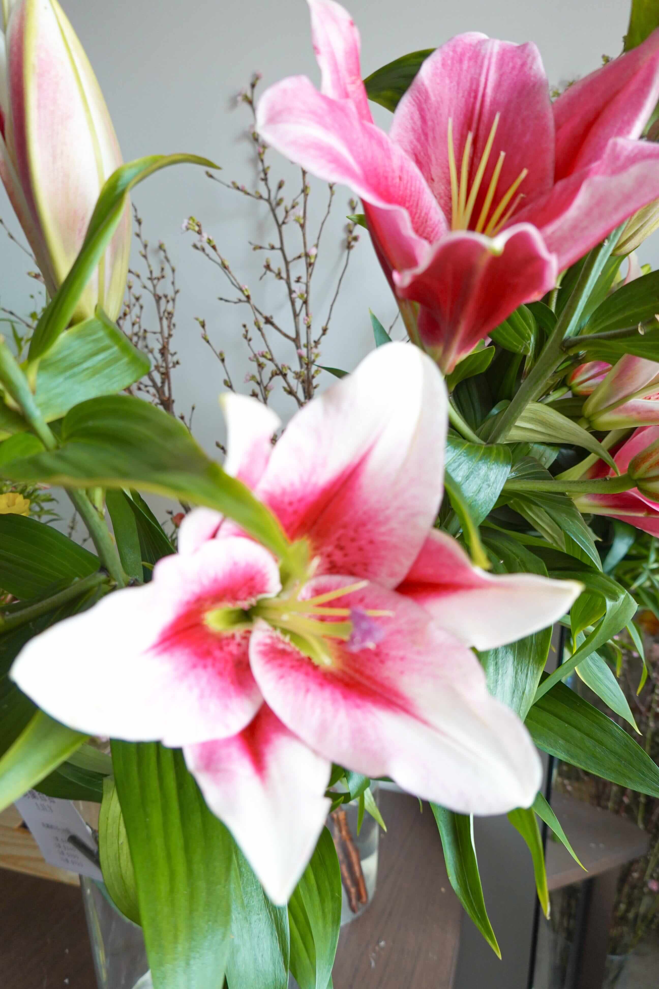 荷蘭百合 Lily Fresh Cut Flowers Let Hope Bloom