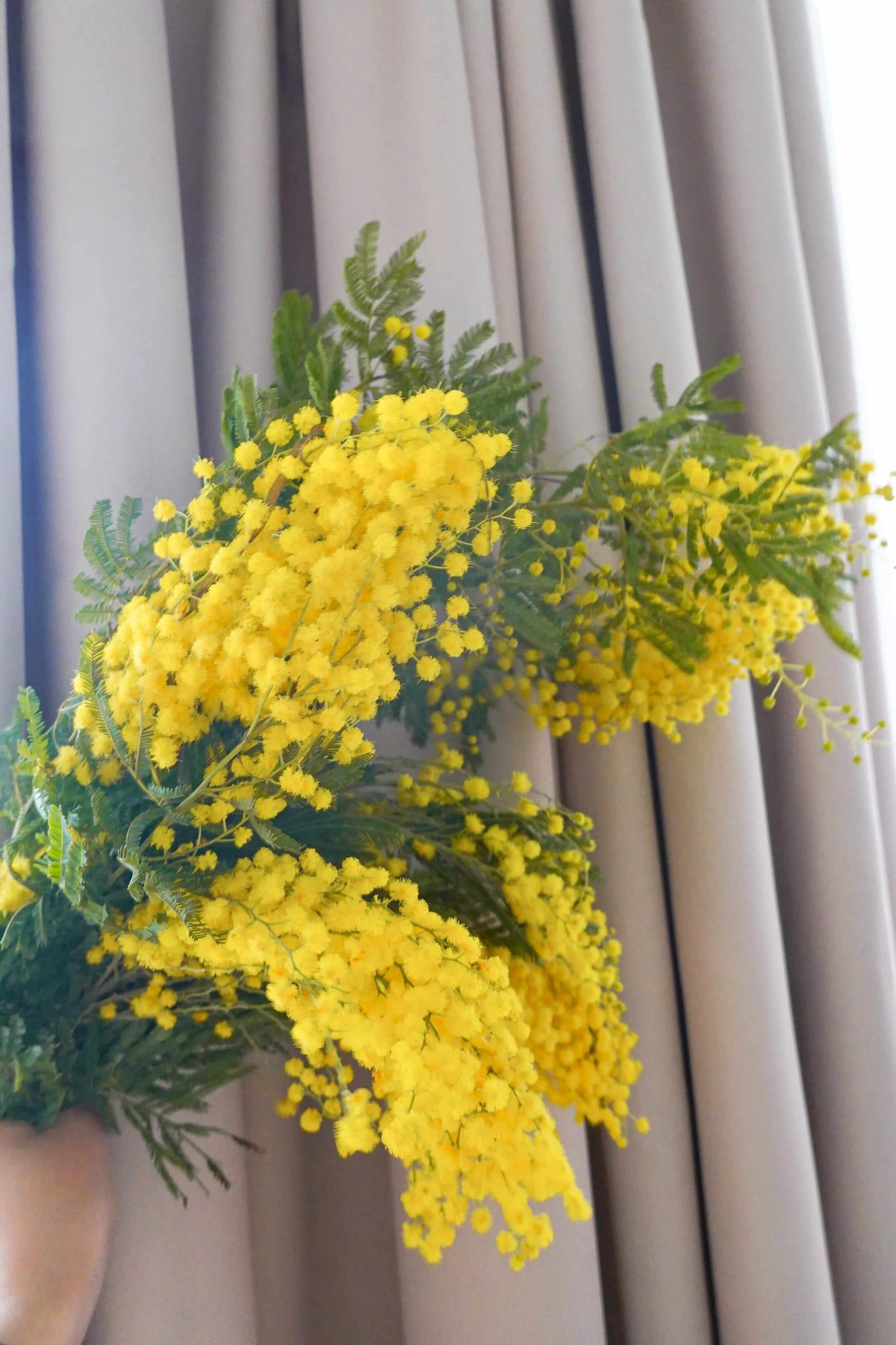 荷蘭金合歡 Mimosa Fresh Cut Flowers Let Hope Bloom