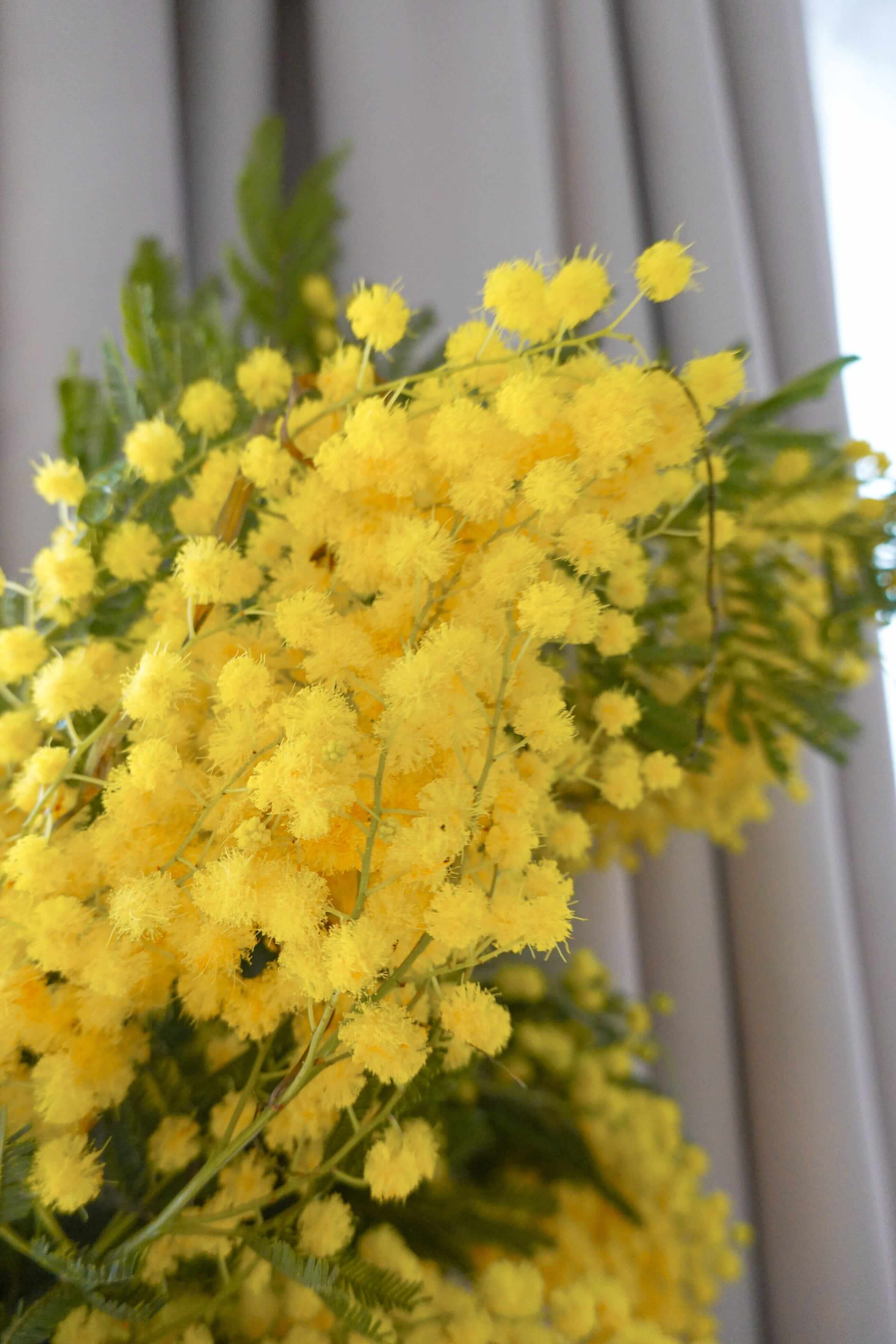 荷蘭金合歡 Mimosa Fresh Cut Flowers Let Hope Bloom