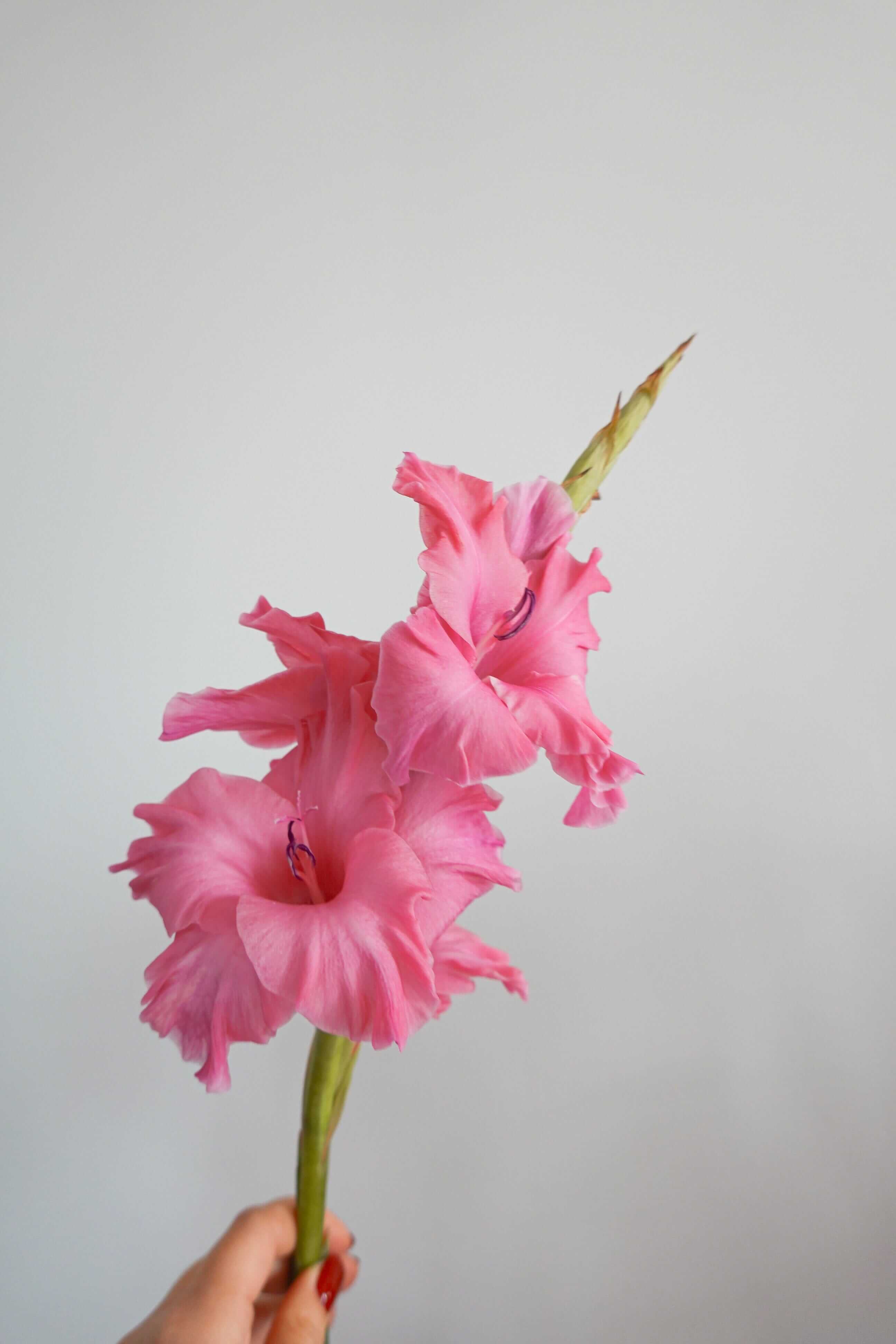 劍蘭 Gladiolus Fresh Cut Flowers Let Hope Bloom Pink 3 Stems / 3支