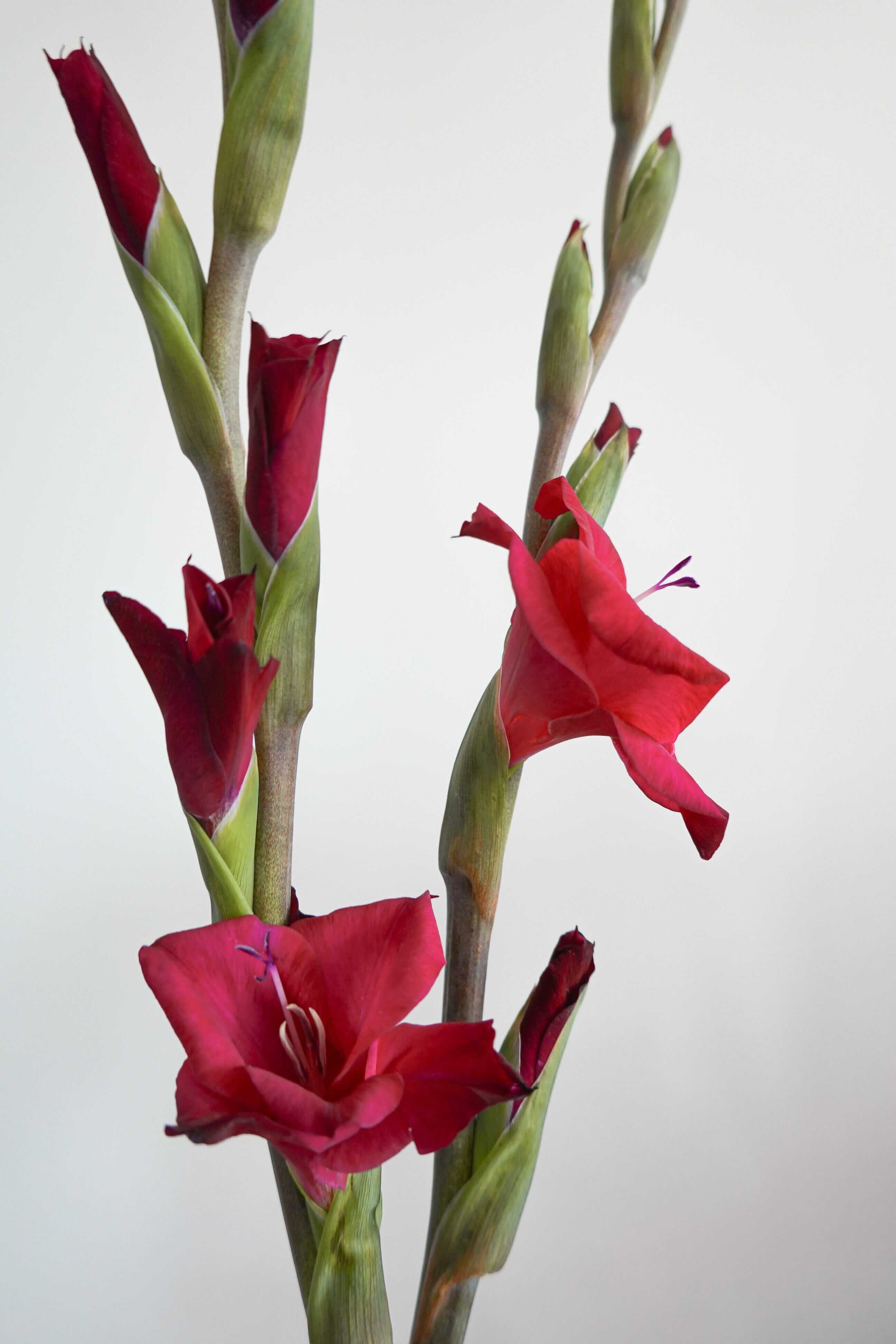 劍蘭 Gladiolus Fresh Cut Flowers Let Hope Bloom Red 3 Stems / 3支