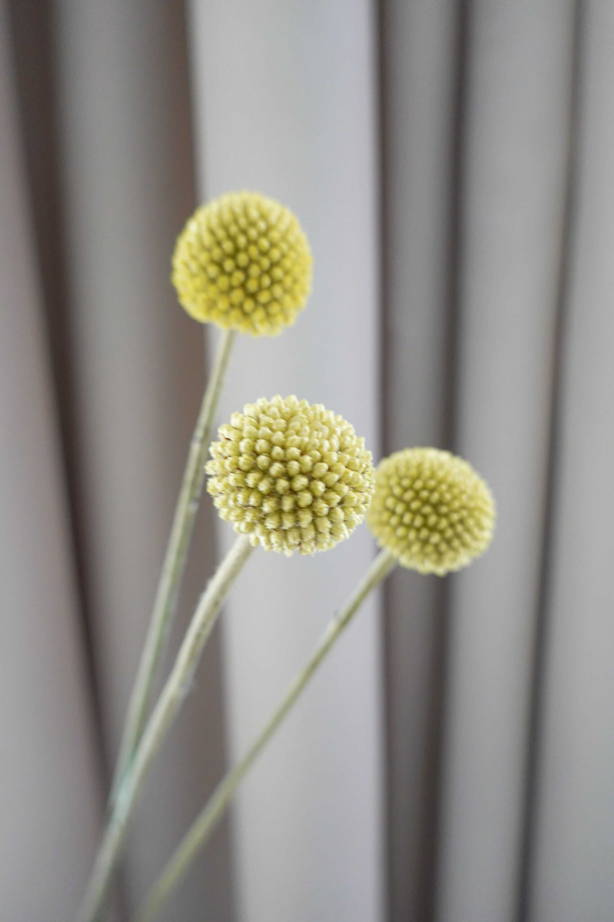 金仗球 Craspedia Globosa Fresh Cut Flowers Let Hope Bloom