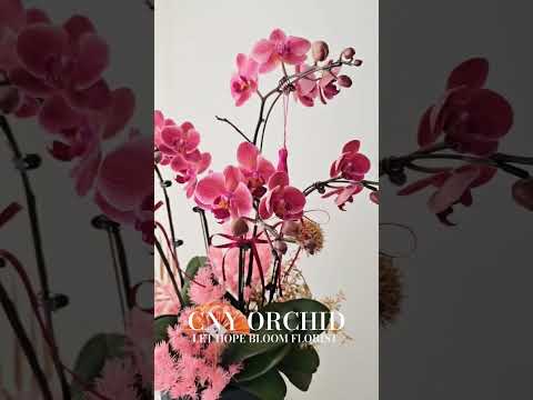 曉霞初綻 | 蝴蝶蘭花 | 賀年蘭花 2025 | 訂蘭花 | 香港花店