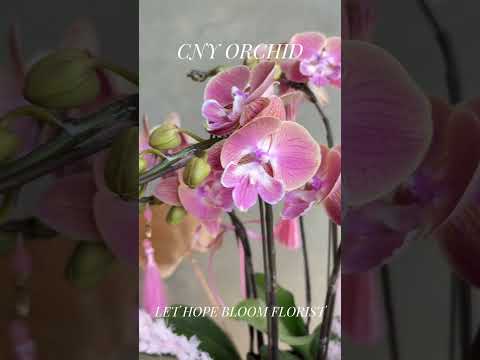 香港蘭花 | 粉紅色蝴蝶蘭 玉露凝香 | 新年送禮 開張祝賀