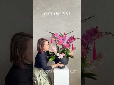 香港蘭花 | 紅色台灣蝴蝶蘭 紫蝶迎福 | 新年送禮 開張祝賀