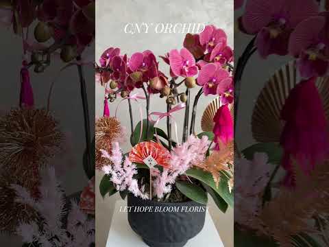 香港蘭花 | 黃色蝴蝶蘭 曉霞初綻 | 新年送禮 開張祝賀