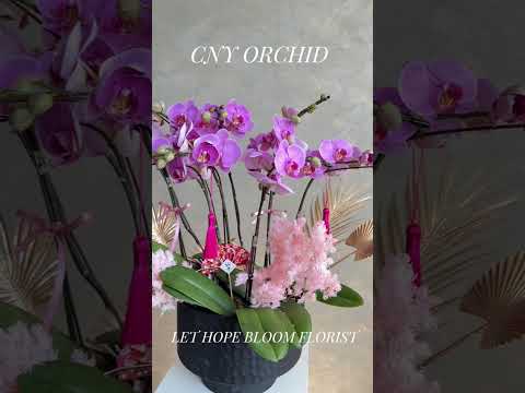香港蘭花 | 粉紅色蝴蝶蘭 粉黛佳人 | 新年送禮 開張祝賀