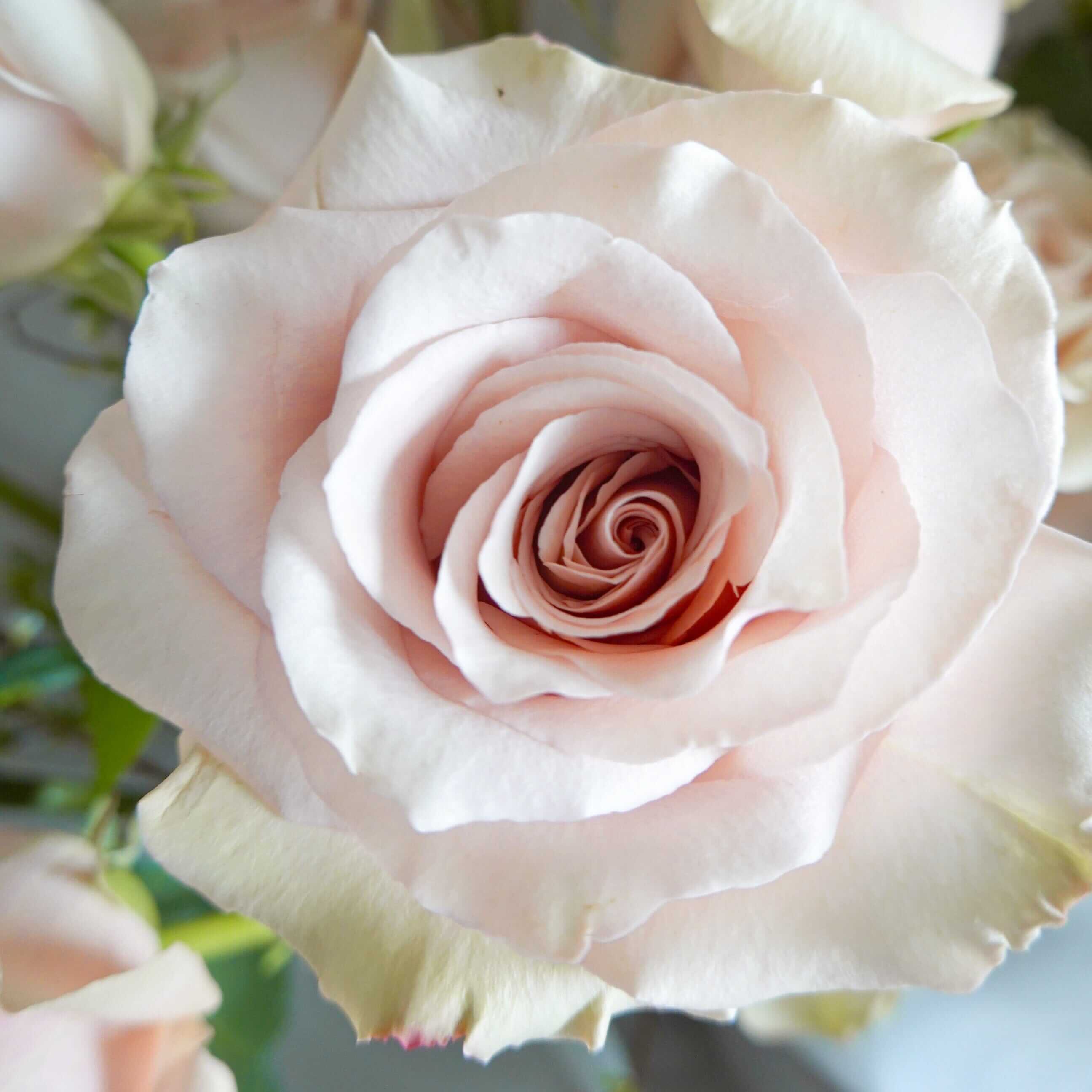 Quicksand Rose Bouquet 流沙玫瑰花束 Seasonal Bouquet Let Hope Bloom