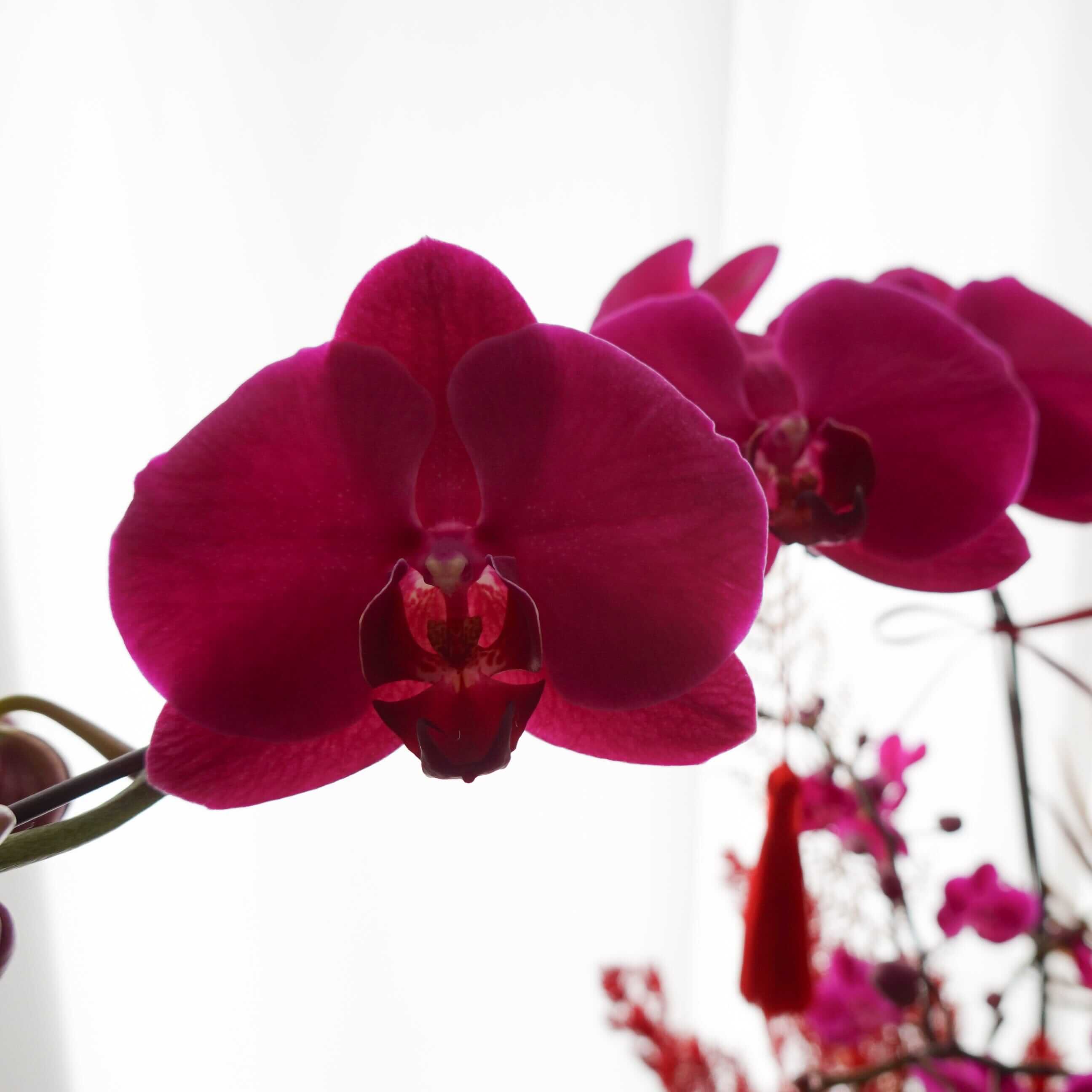 紫蝶迎福 | 蝴蝶蘭花拼盆 Fresh Cut Flowers Let Hope Bloom