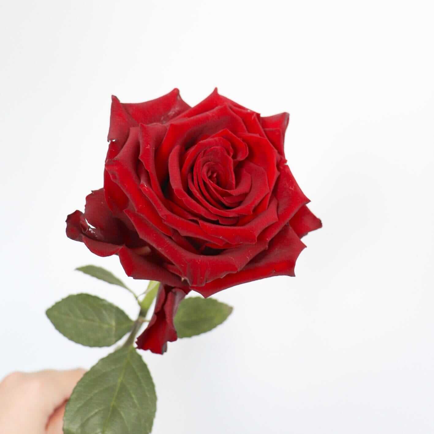 Dear Red Rosie 紅玫瑰花束 | 香港花店 | 網上訂花 | Flower Bouquet Delivery
