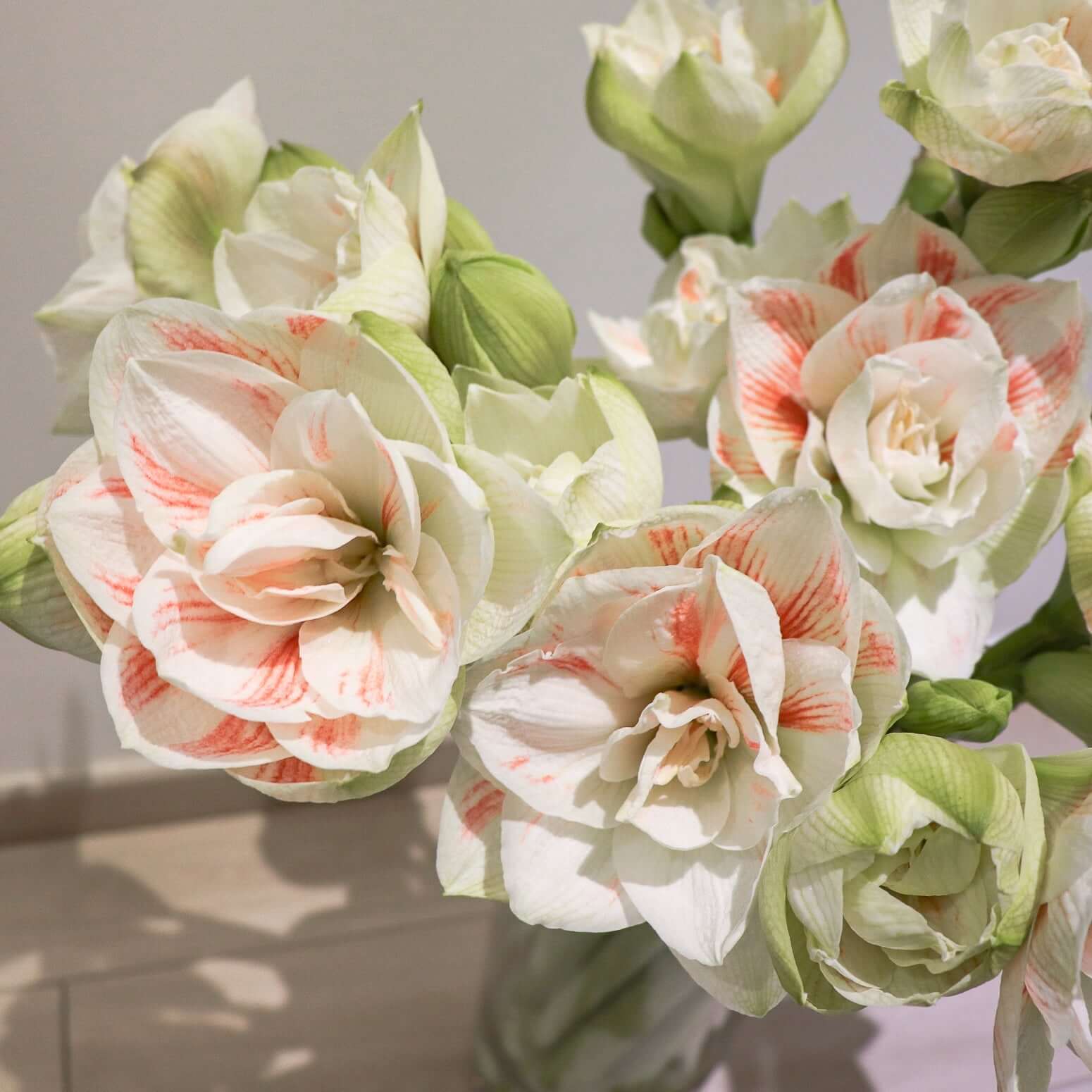 荷蘭進口朱頂蘭 Amaryllis | 觀塘年宵花市 2025 | 進口優質年花 | 香港花店