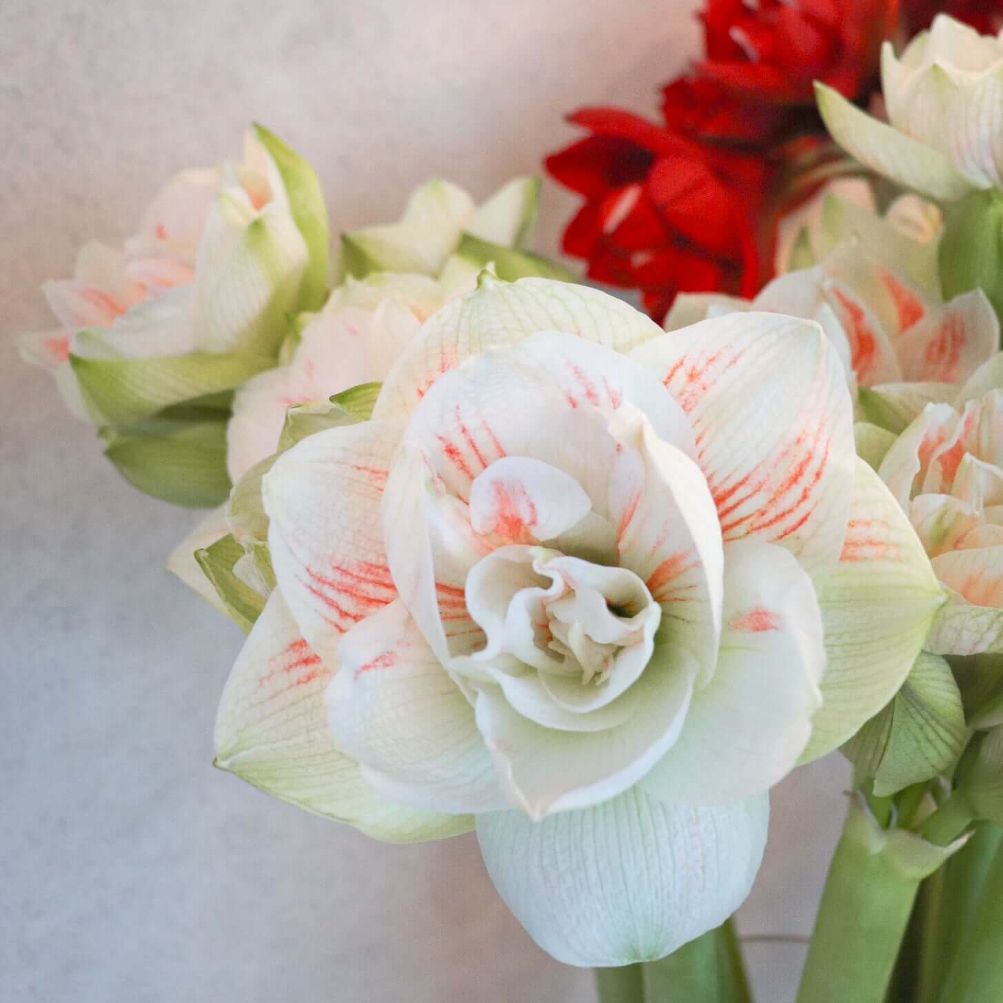 荷蘭進口朱頂蘭 Amaryllis | 觀塘年宵花市 2025 | 進口優質年花 | 香港花店