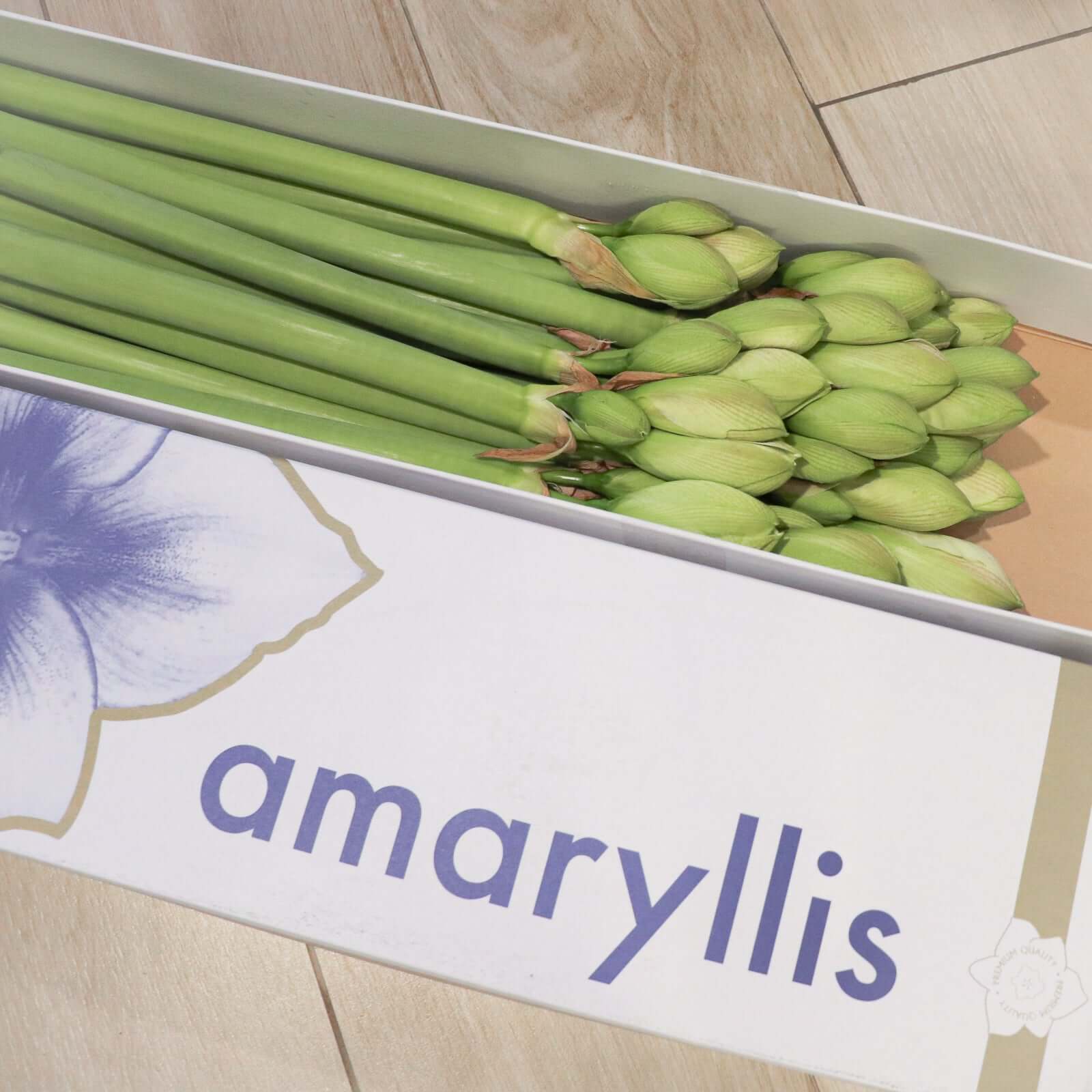 荷蘭進口朱頂蘭 Amaryllis | 觀塘年宵花市 2025 | 進口優質年花 | 香港花店