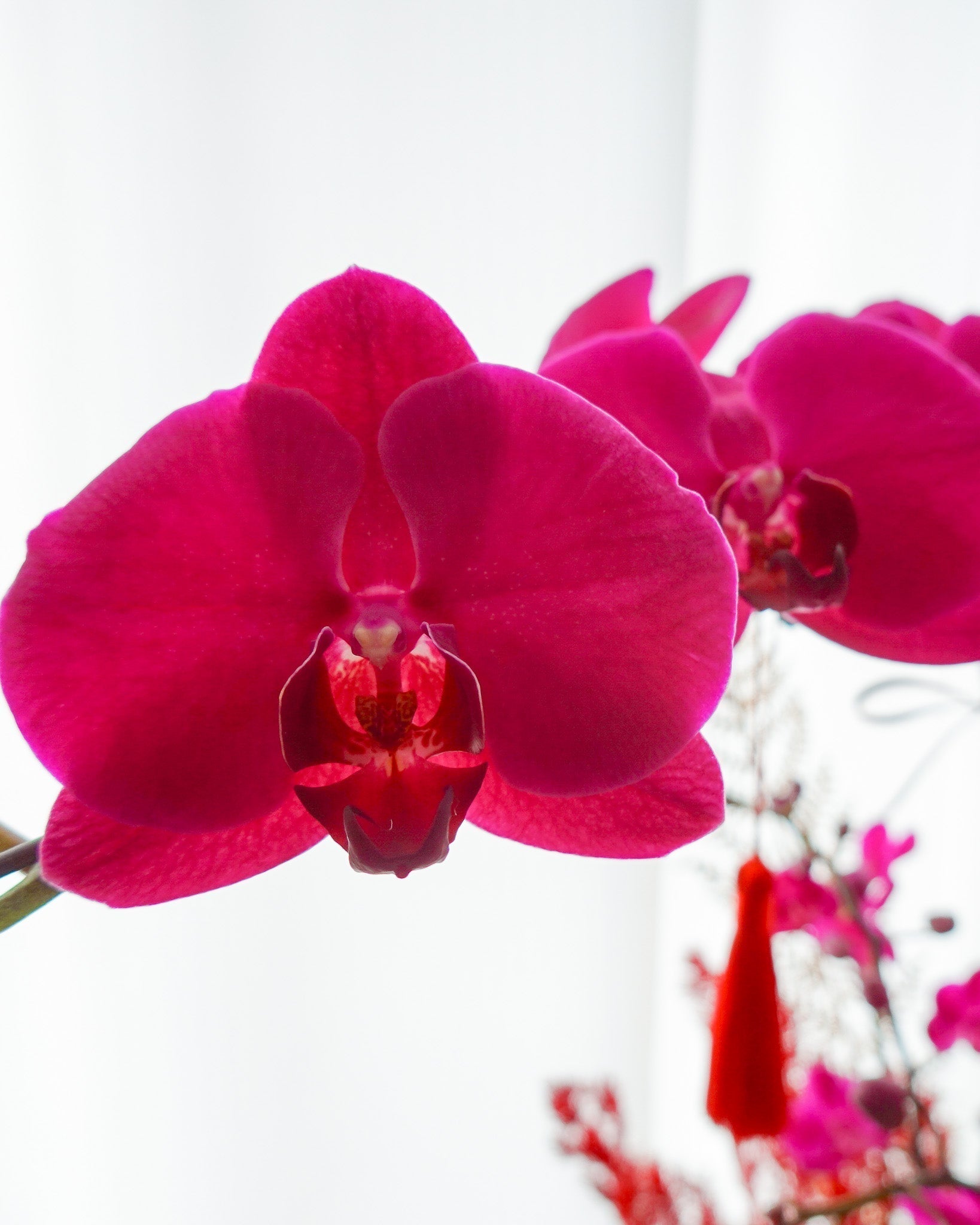 【2026馬年開運】香港風水鮮花擺位全攻略！做對這4步，招財旺桃花、避開凶位