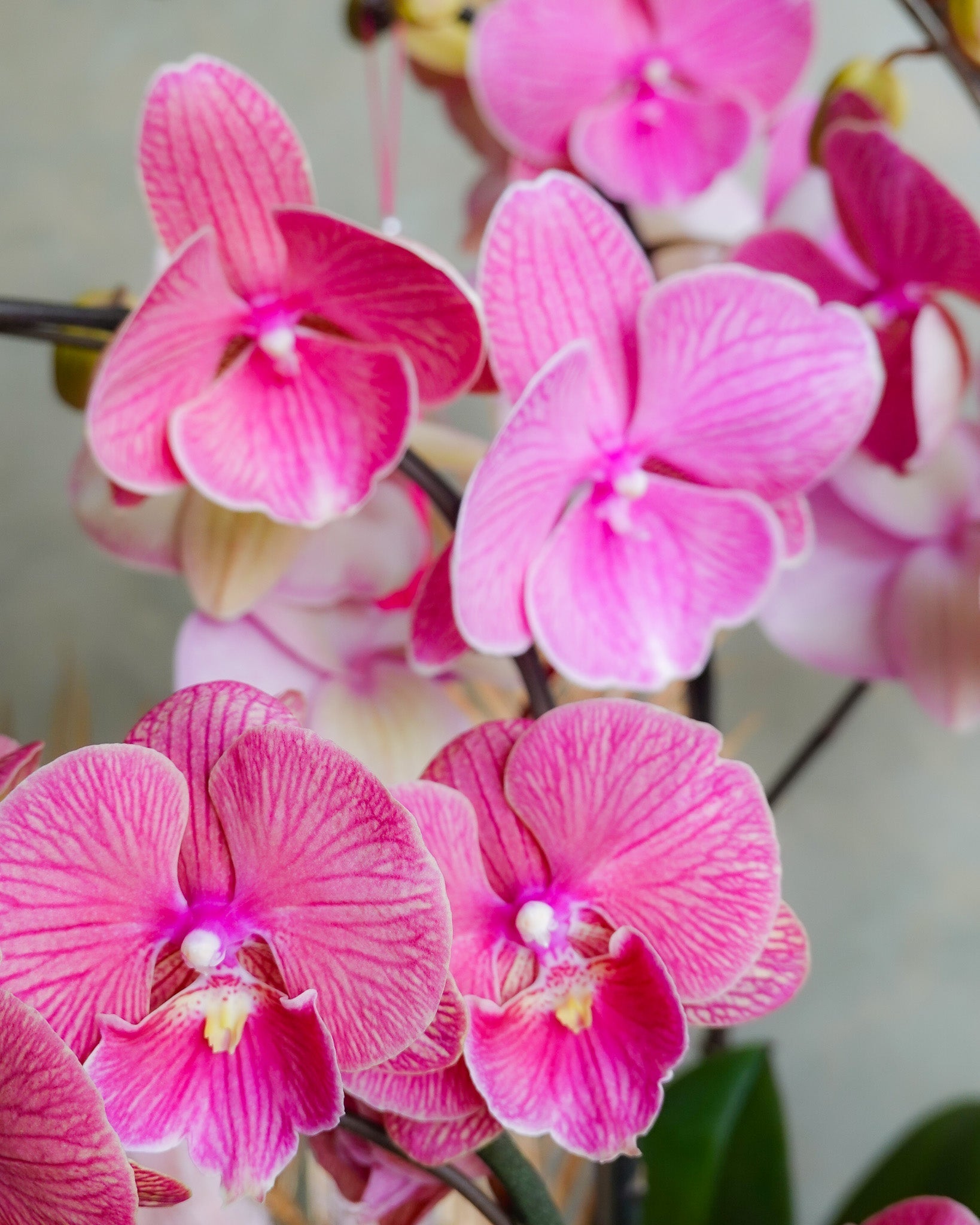 香港蘭花 | 香港買蘭花訂蘭花 | 新年蝴蝶蘭專門店 | Let Hope Bloom 觀塘花店