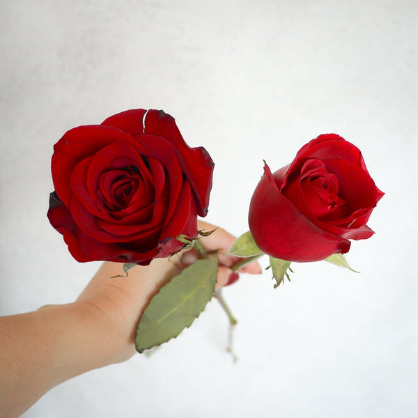 【情人節玫瑰攻略】厄瓜多爾肯亞玫瑰 VS 中國越南玫瑰！不同產地玫瑰分別