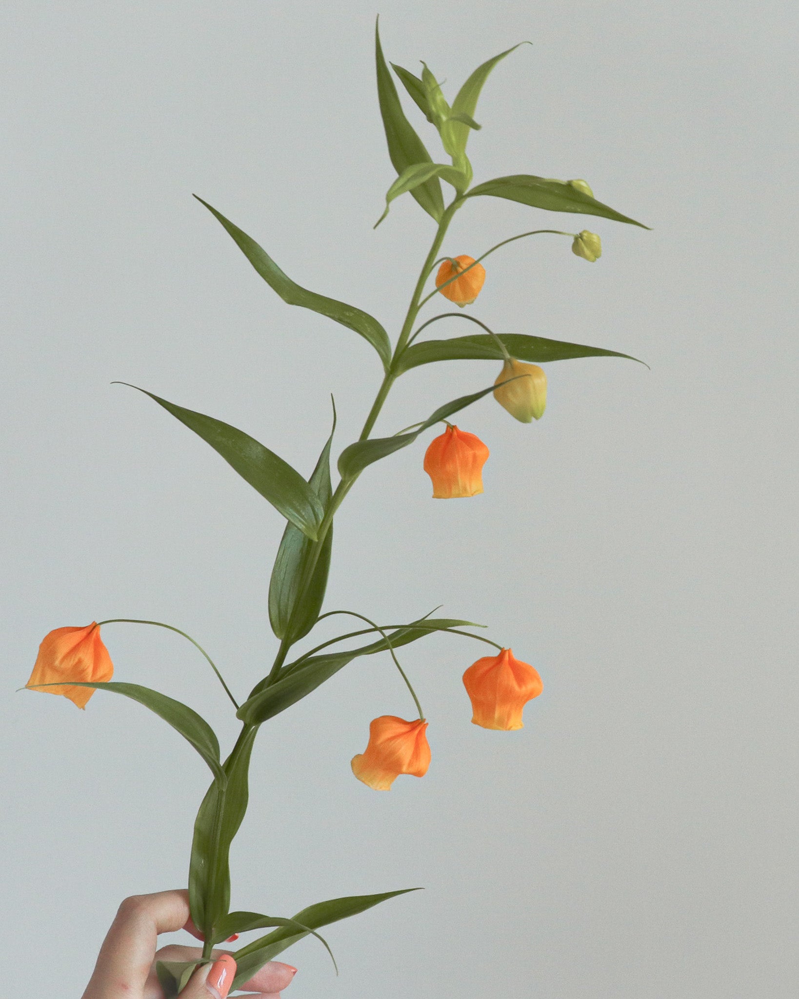 日本宮燈花 | Japanese Sandersonia