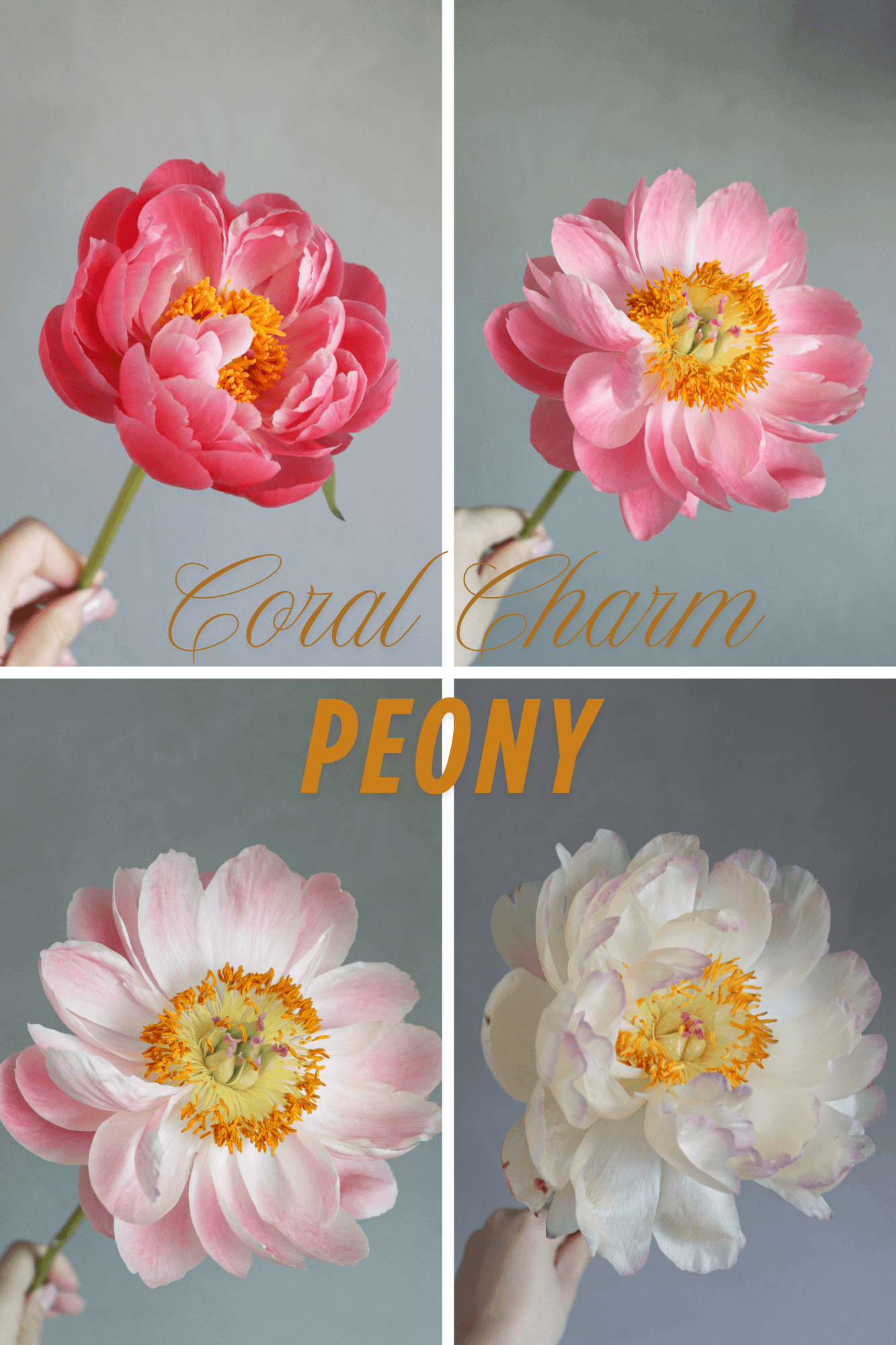2025 香港母親節訂花 | Coral Charm Peony 變色龍牡丹 | Let Hope Bloom Florist