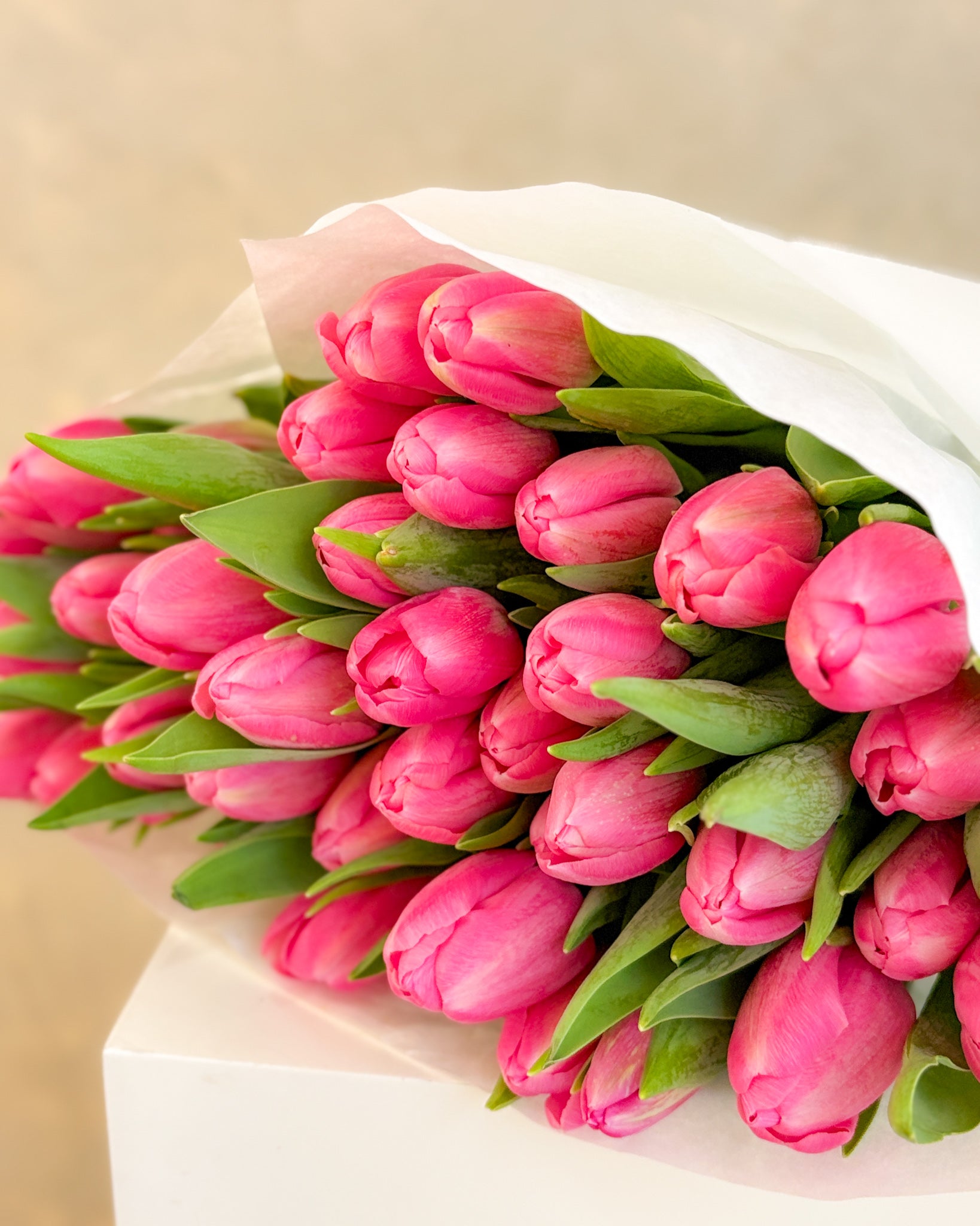 鬱金香 | Dutch Tulip